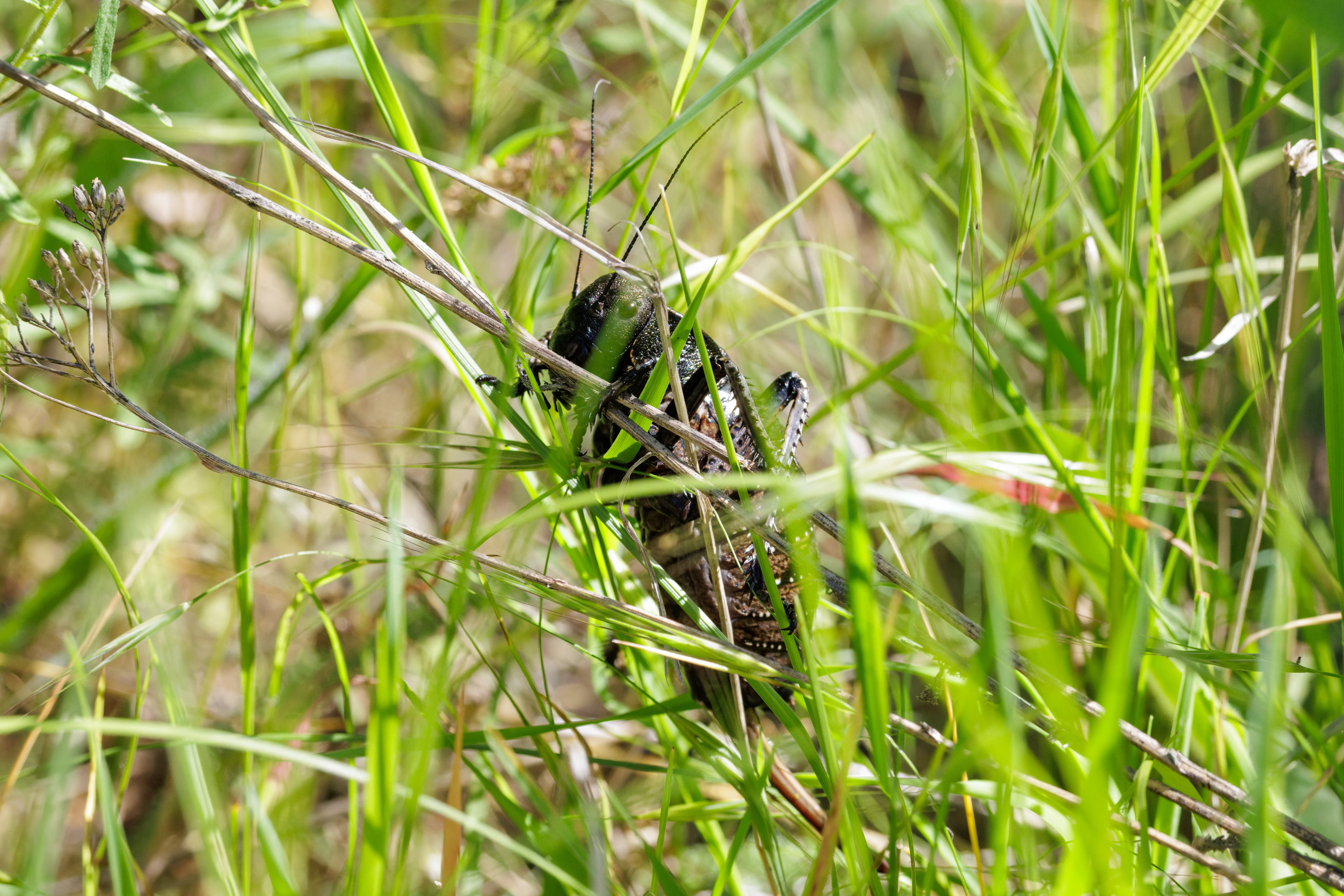 Bronze Glandular Bush-cricket, Romanian Steppe, Romania — photo by Orlando Prugel-Bennett