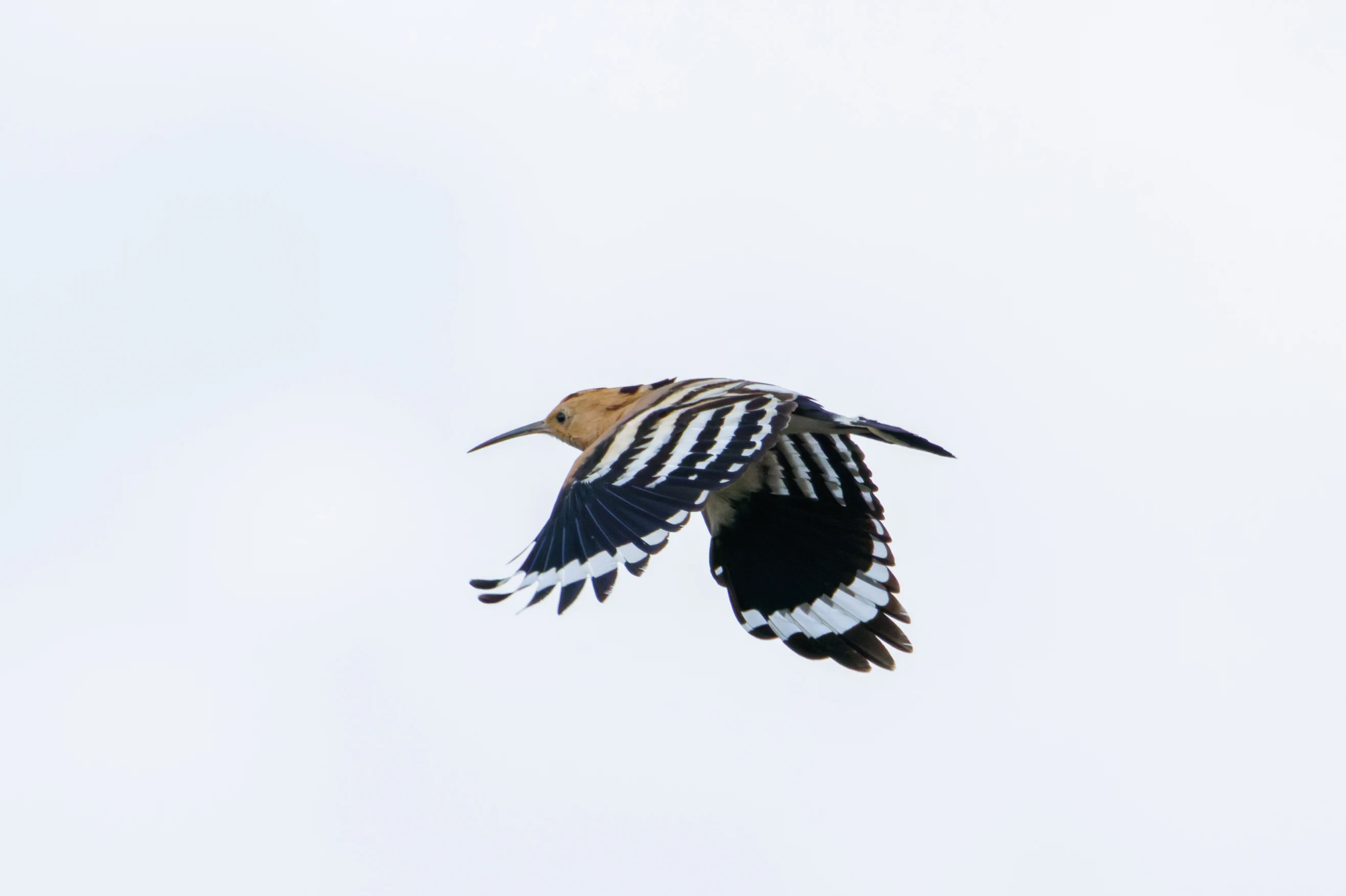 Eurasian Hoopoe, Romania — photo by Orlando Prugel-Bennett