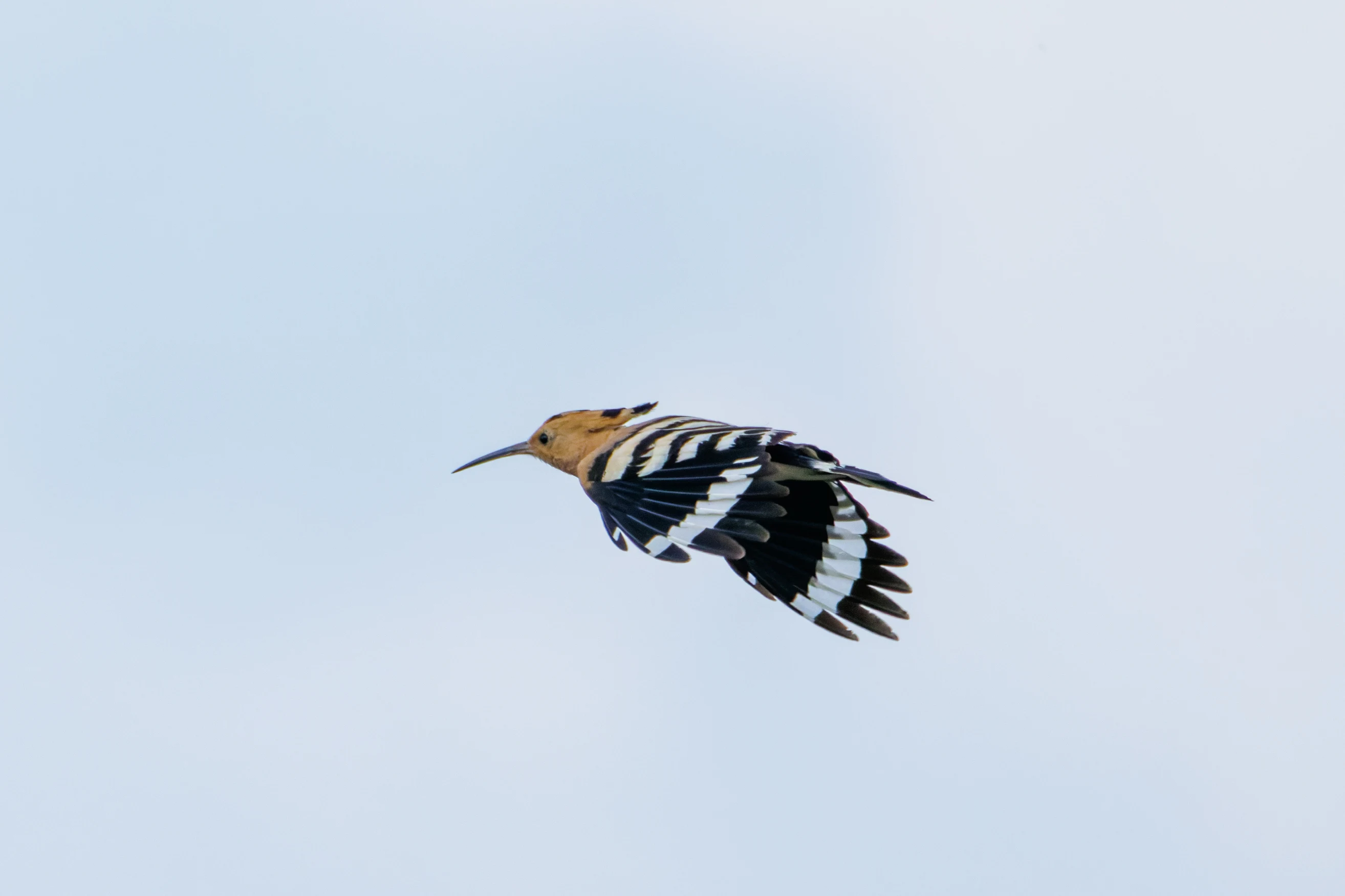 Eurasian Hoopoe, Romania — photo by Orlando Prugel-Bennett
