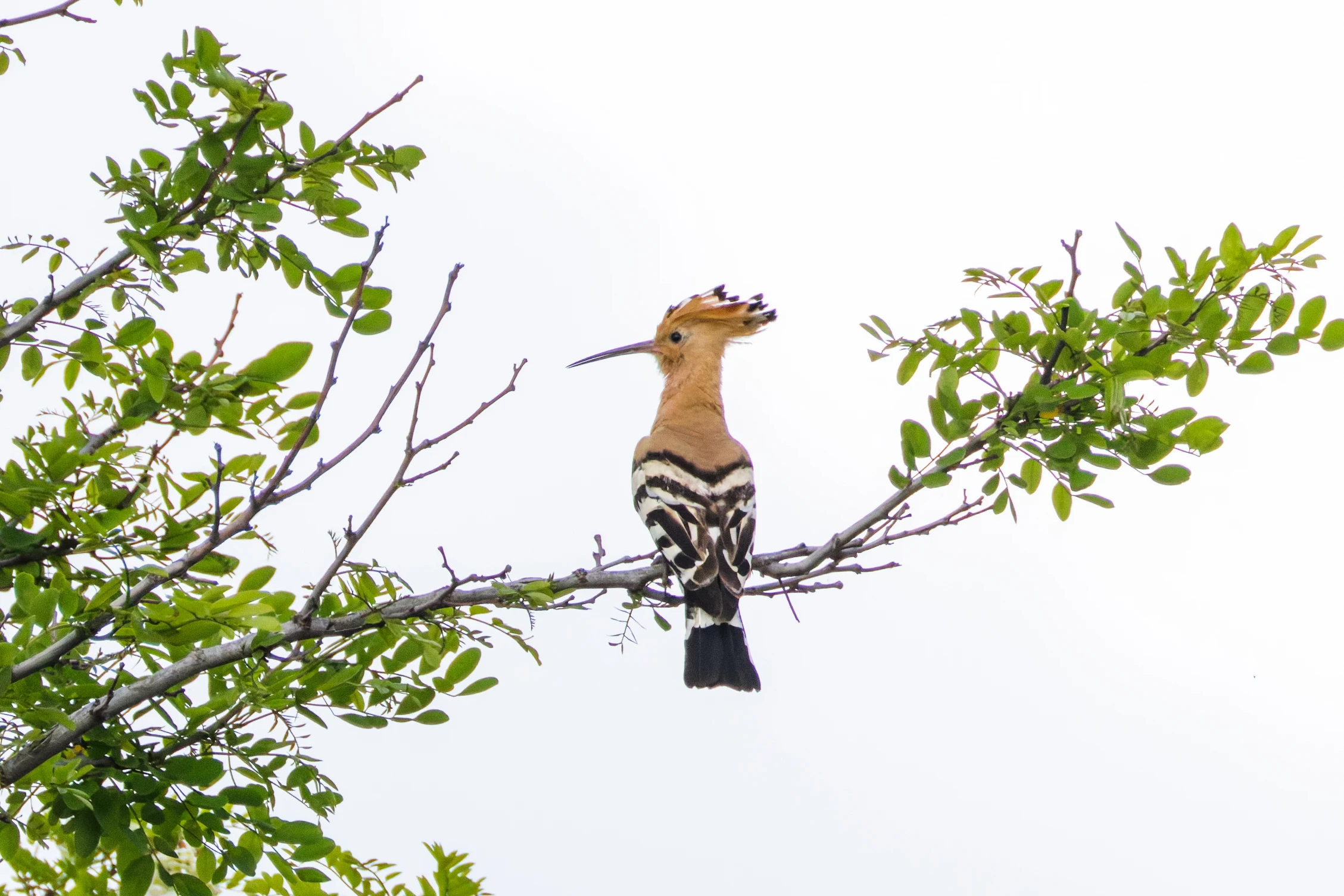 Eurasian Hoopoe, Romania — photo by Orlando Prugel-Bennett