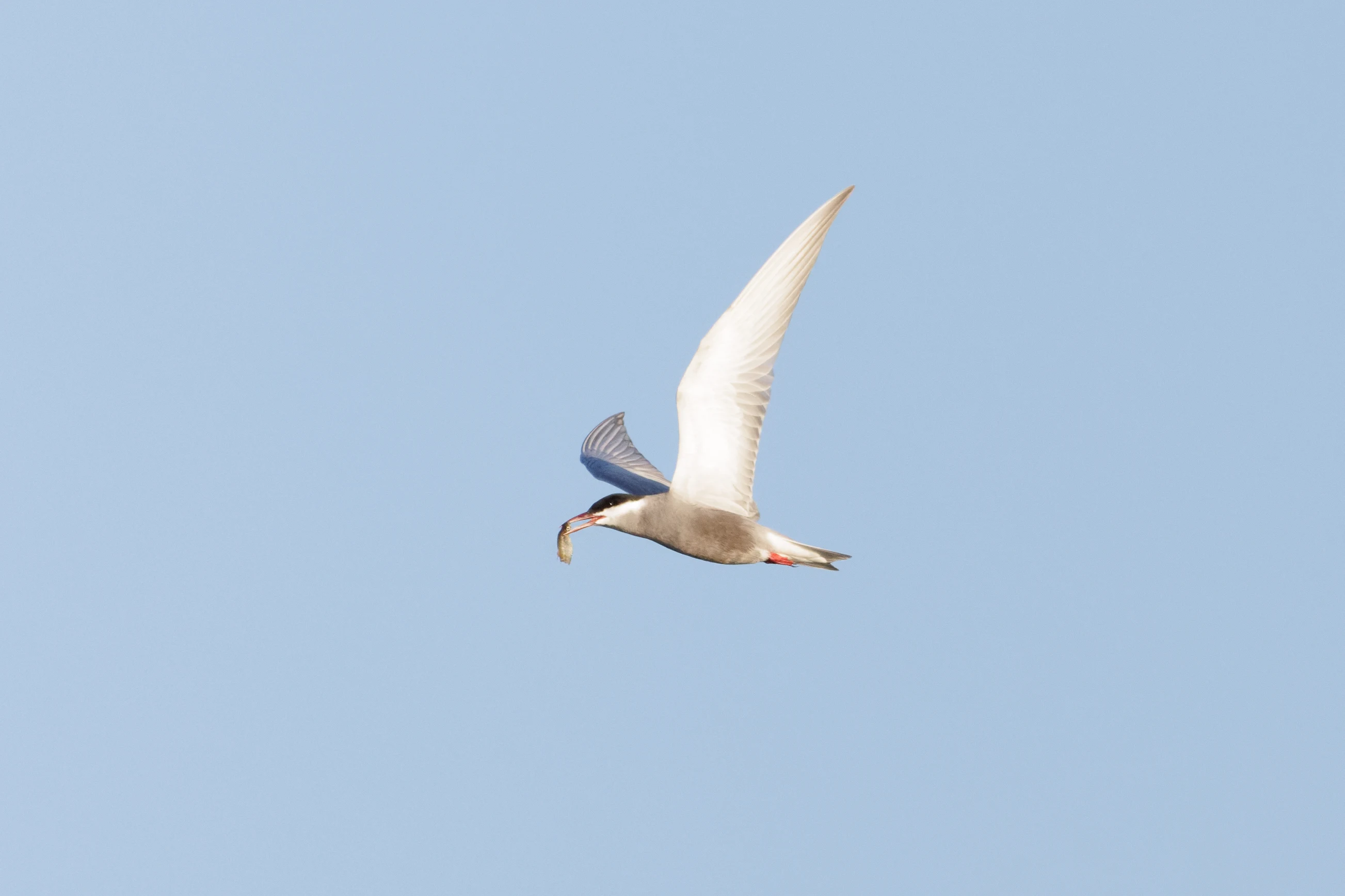 Whiskered Tern with fish in bill, Danube Delta, Romania — photo by Orlando Prugel-Bennett