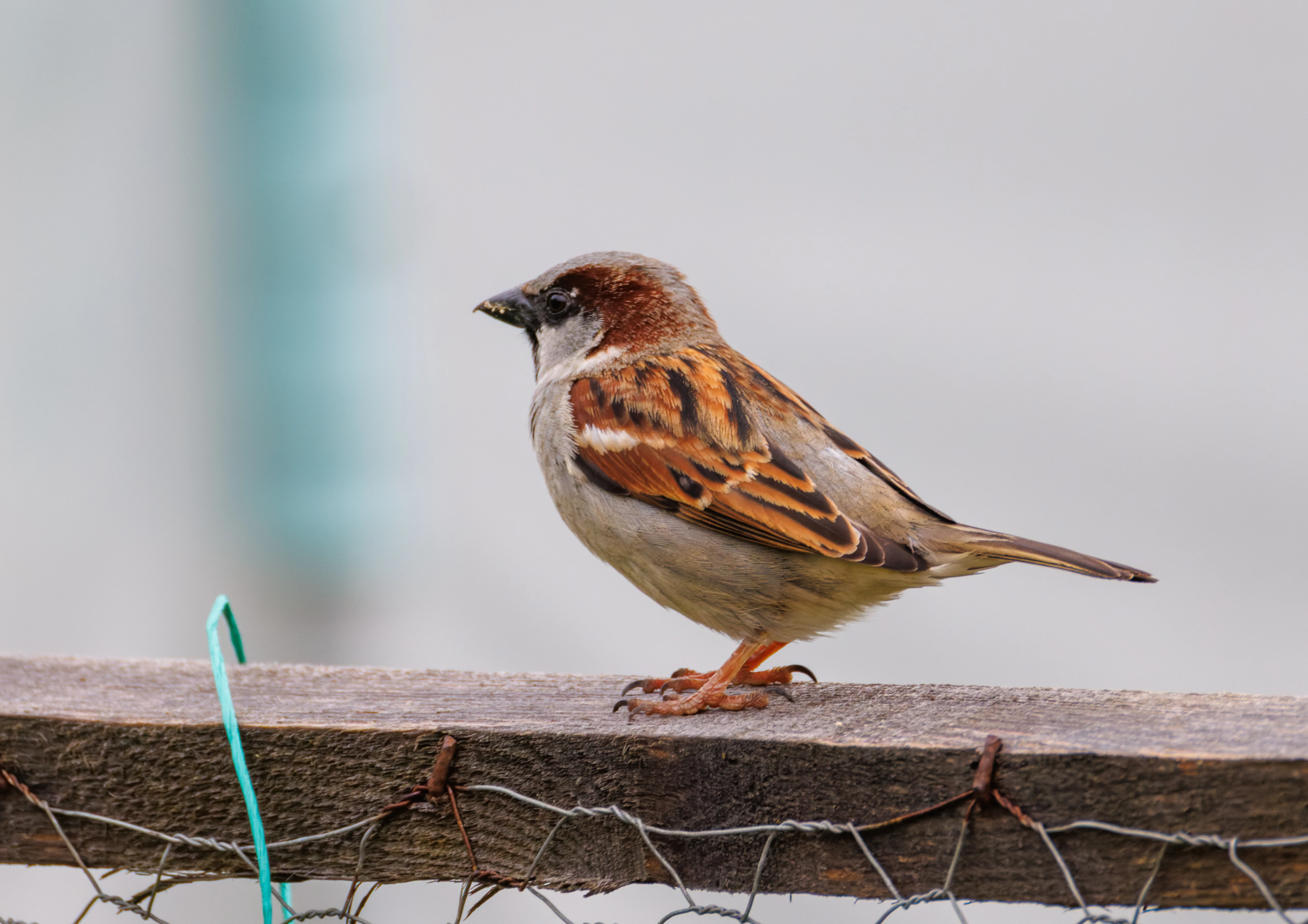 House Sparrow, Transylvania, Romania — photo by Orlando Prugel-Bennett