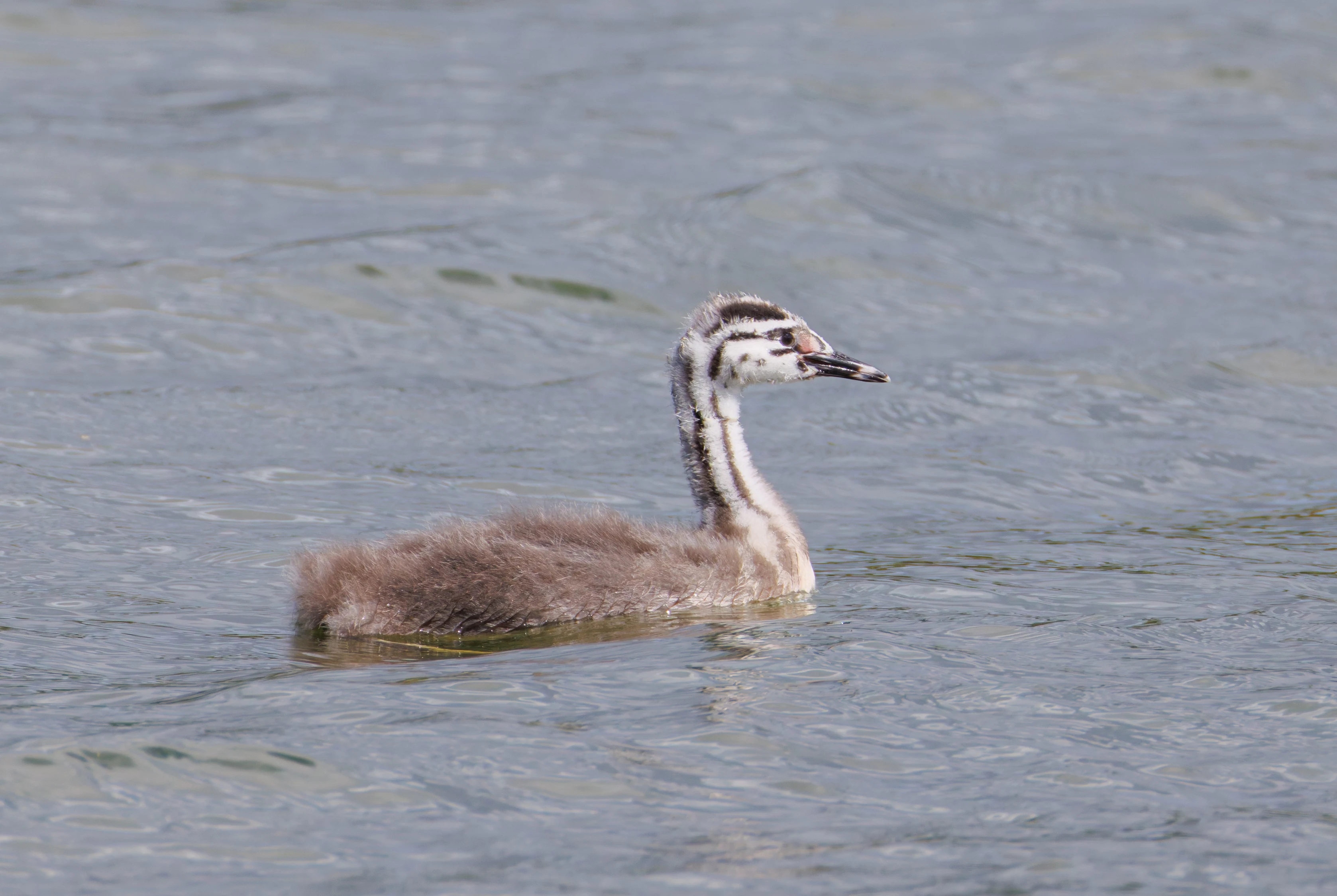 Great Crested Grebe chick, Blashford Lakes, Hampshire, UK — photo by Orlando Prugel-Bennett