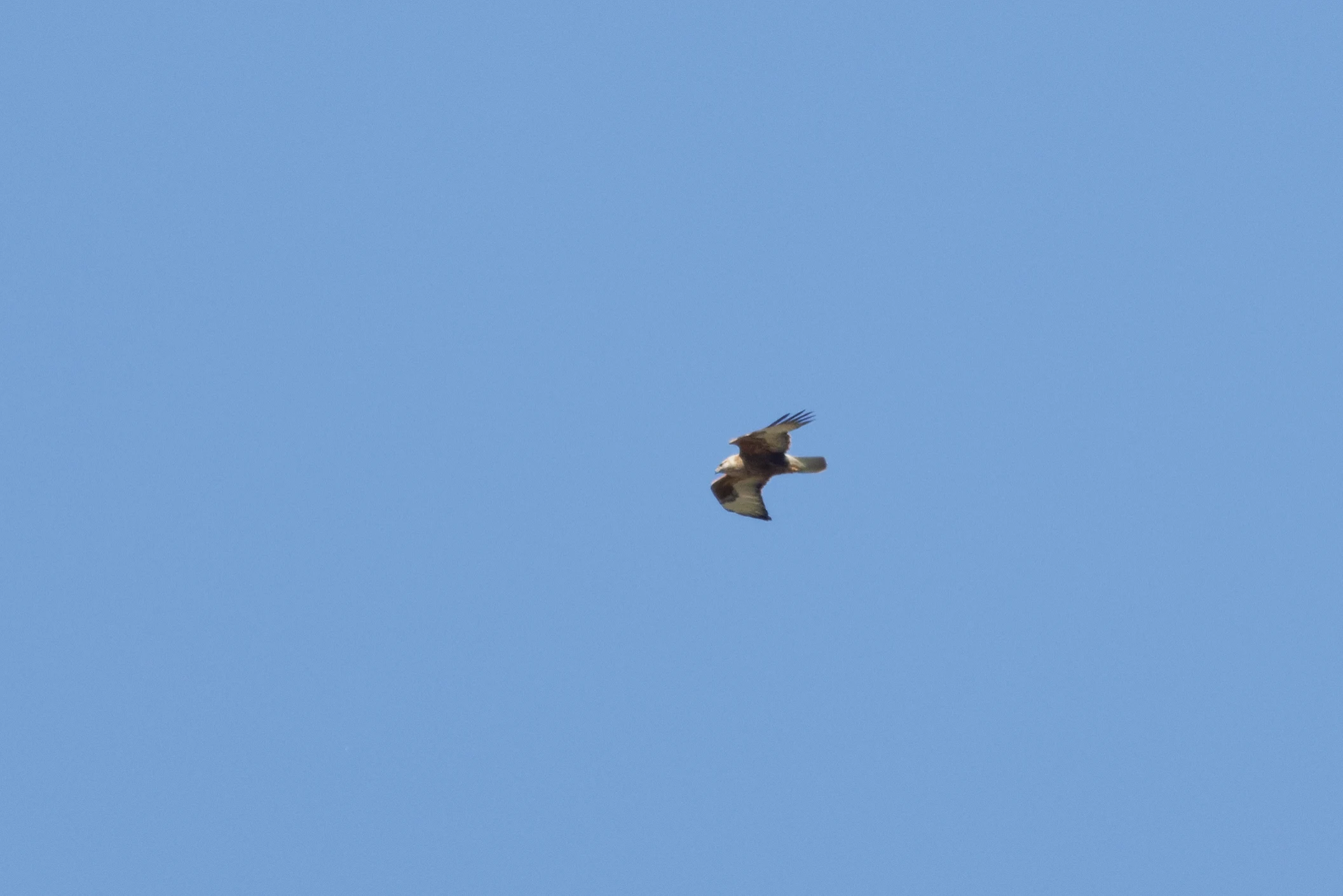 Long-legged Buzzard, Romanian Steppe, Romania — photo by Orlando Prugel-Bennett