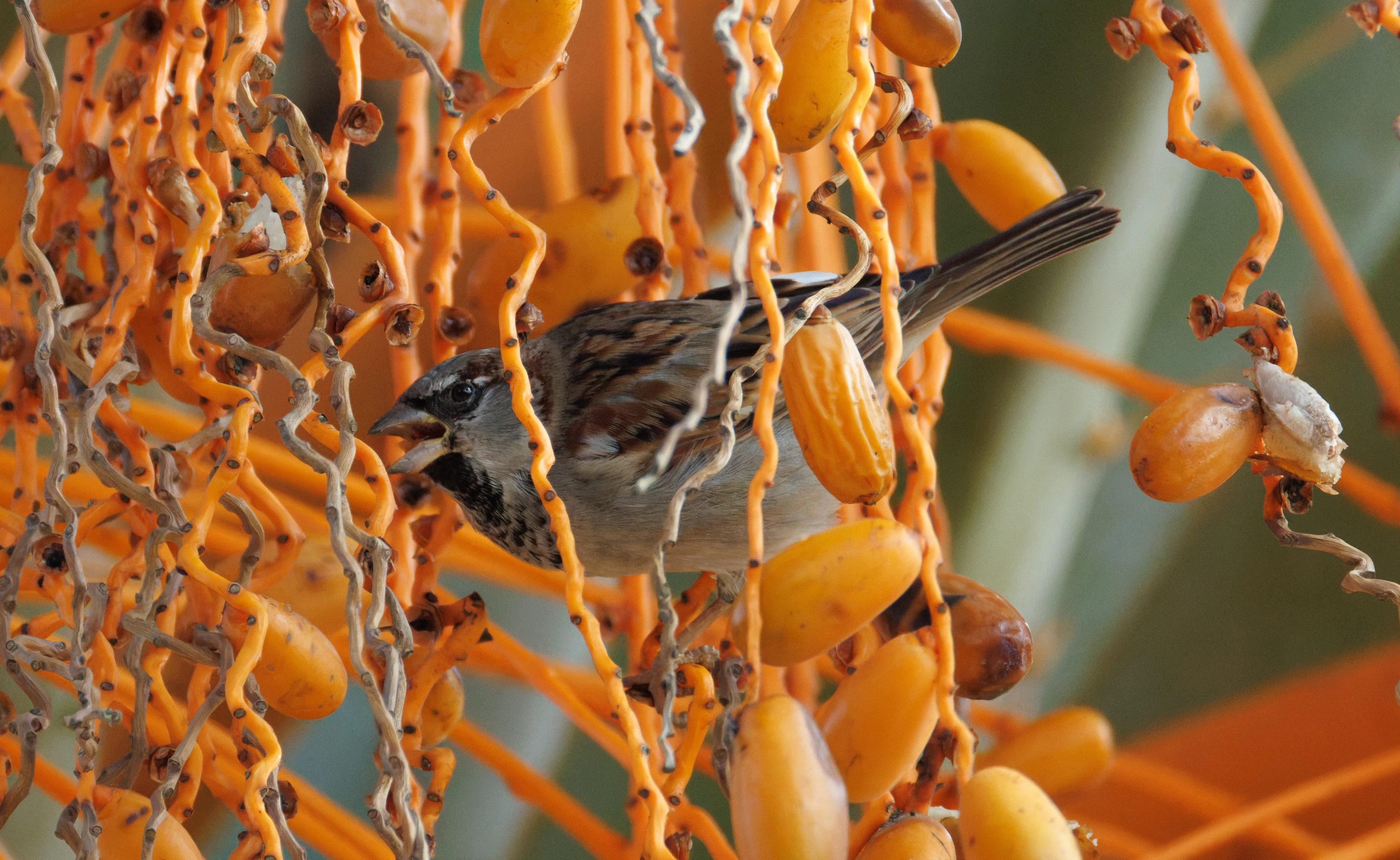 House Sparrow on Date Palm, Clot de Galvany, Alicante, Spain — photo by Orlando Prugel-Bennett