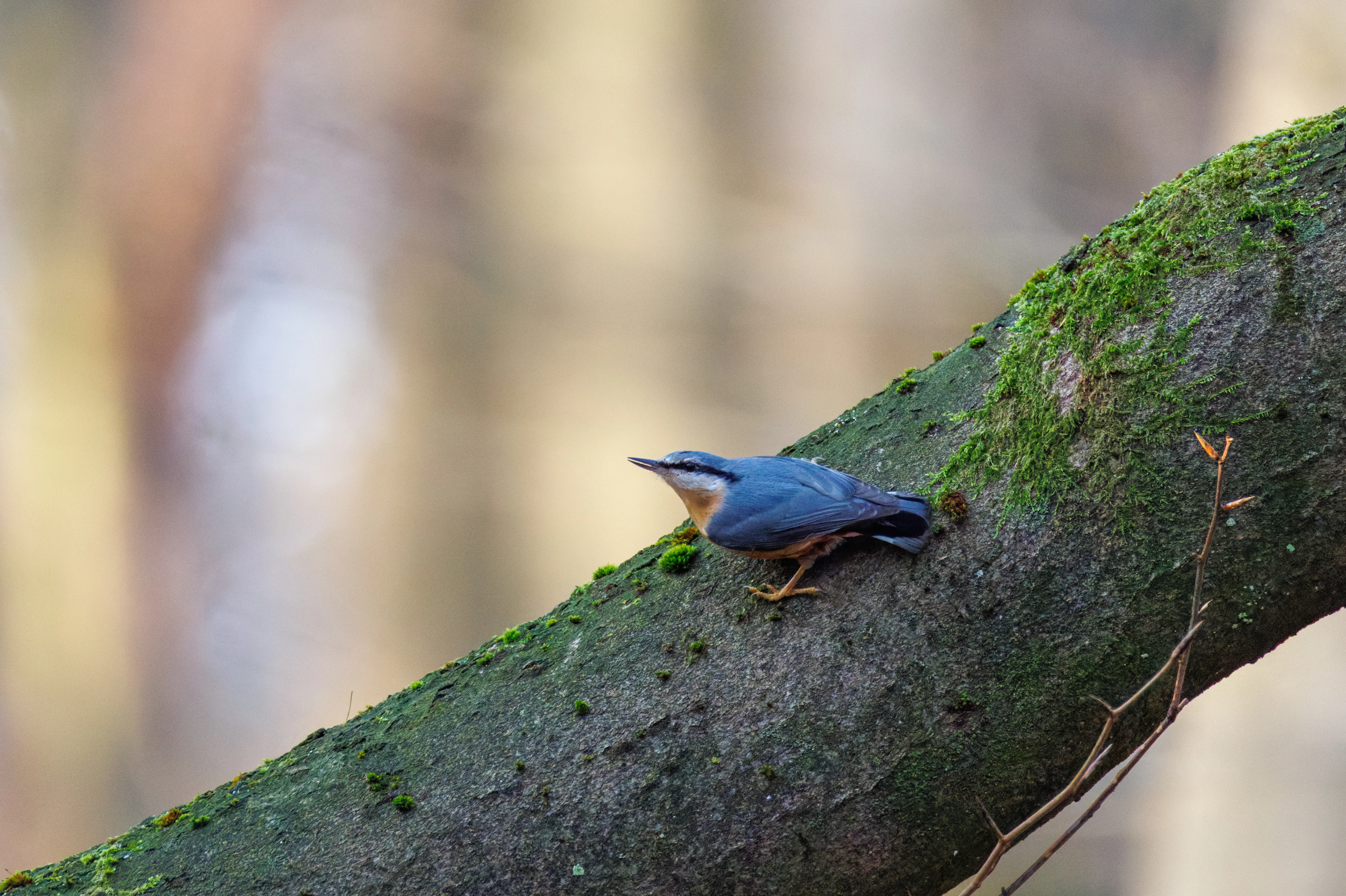 Eurasian Nuthatch, Flevoland, Netherlands — photo by Orlando Prugel-Bennett