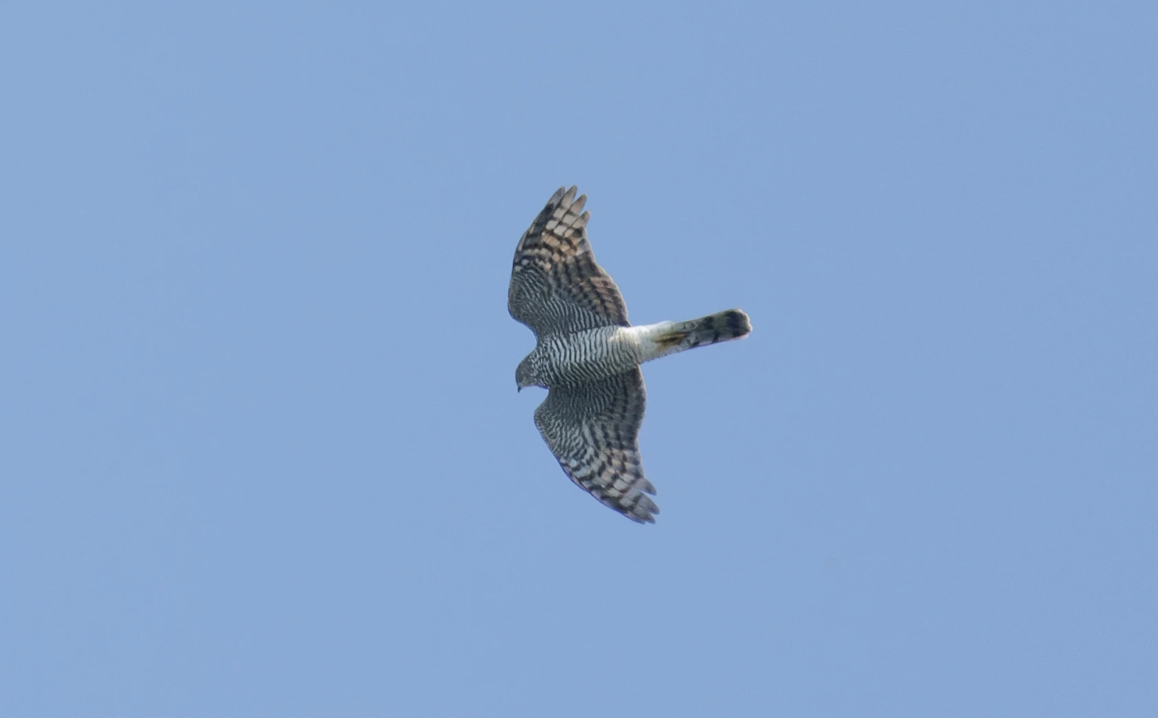 Sparrowhawk, Falmouth, Cornwall, UK — photo by Orlando Prugel-Bennett