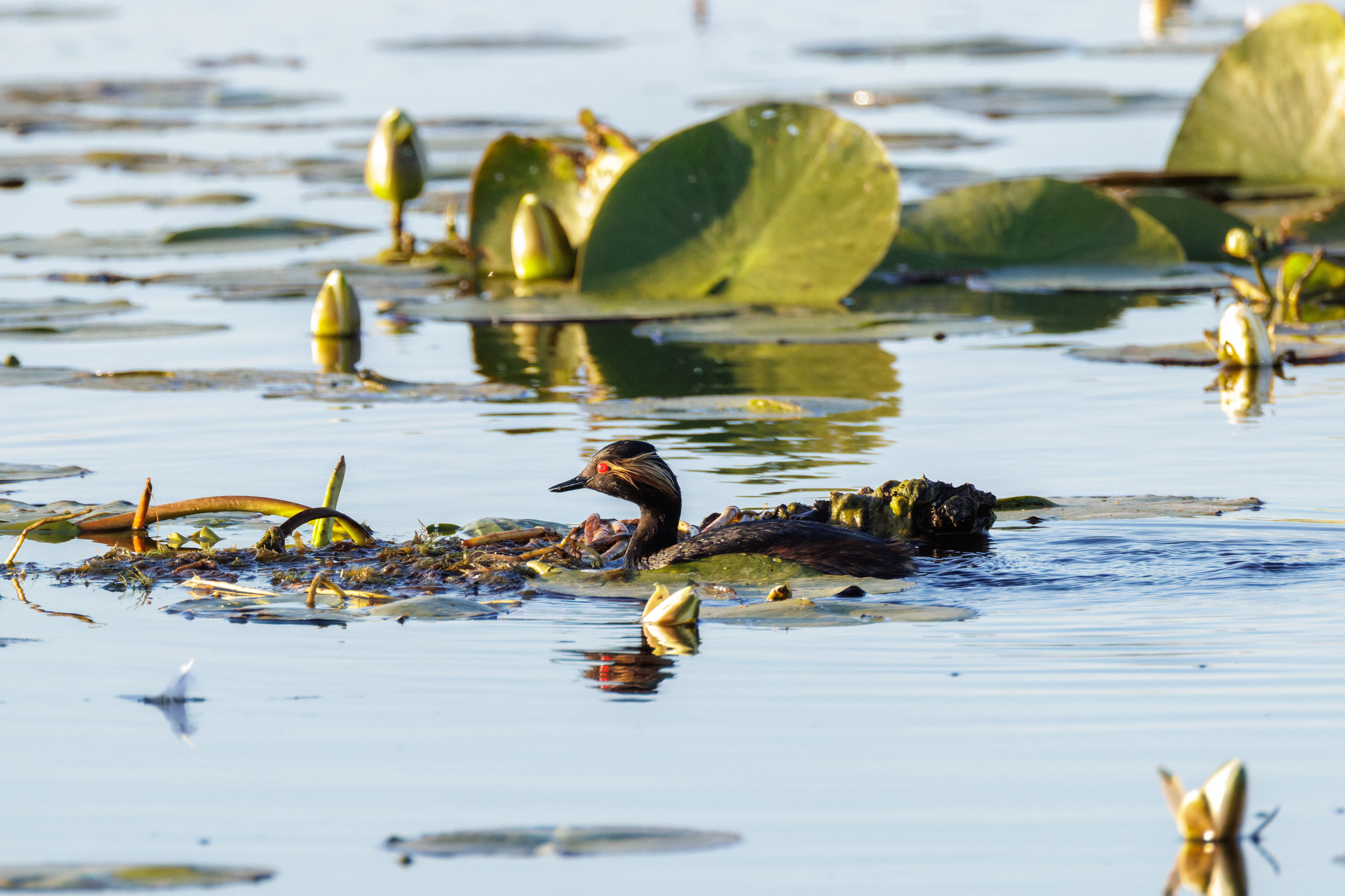 Black-necked Grebe, Danube Delta, Romania — photo by Orlando Prugel-Bennett
