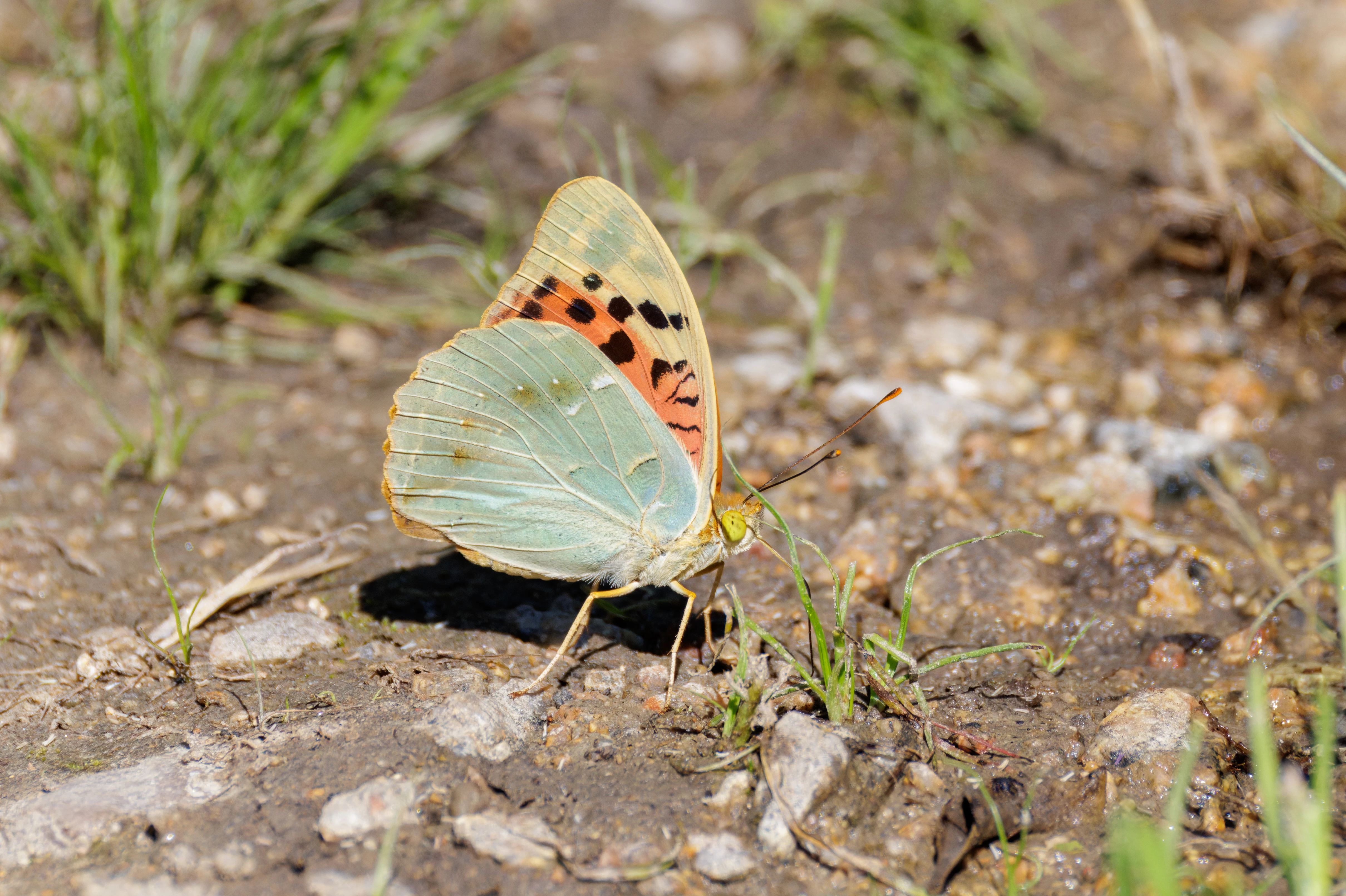 Cardinal fritillary, Romanian Steppe, Romania — photo by Orlando Prugel-Bennett