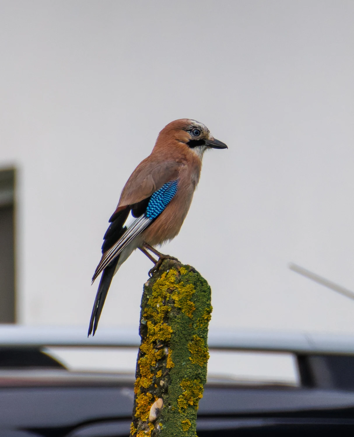 Eurasian Jay, Transylvania, Romania — photo by Orlando Prugel-Bennett
