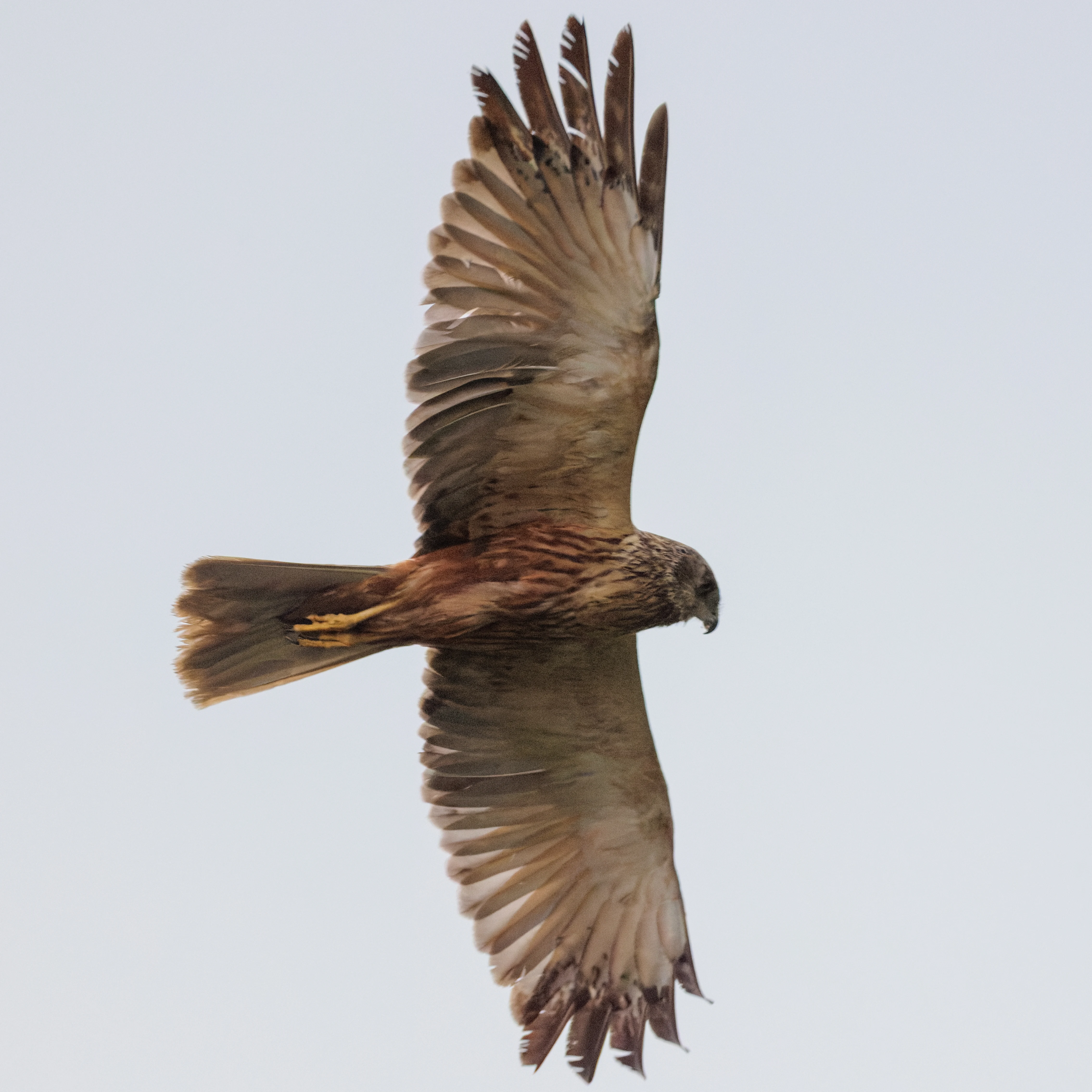 Western Marsh Harrier, Danube Delta, Romania — photo by Orlando Prugel-Bennett