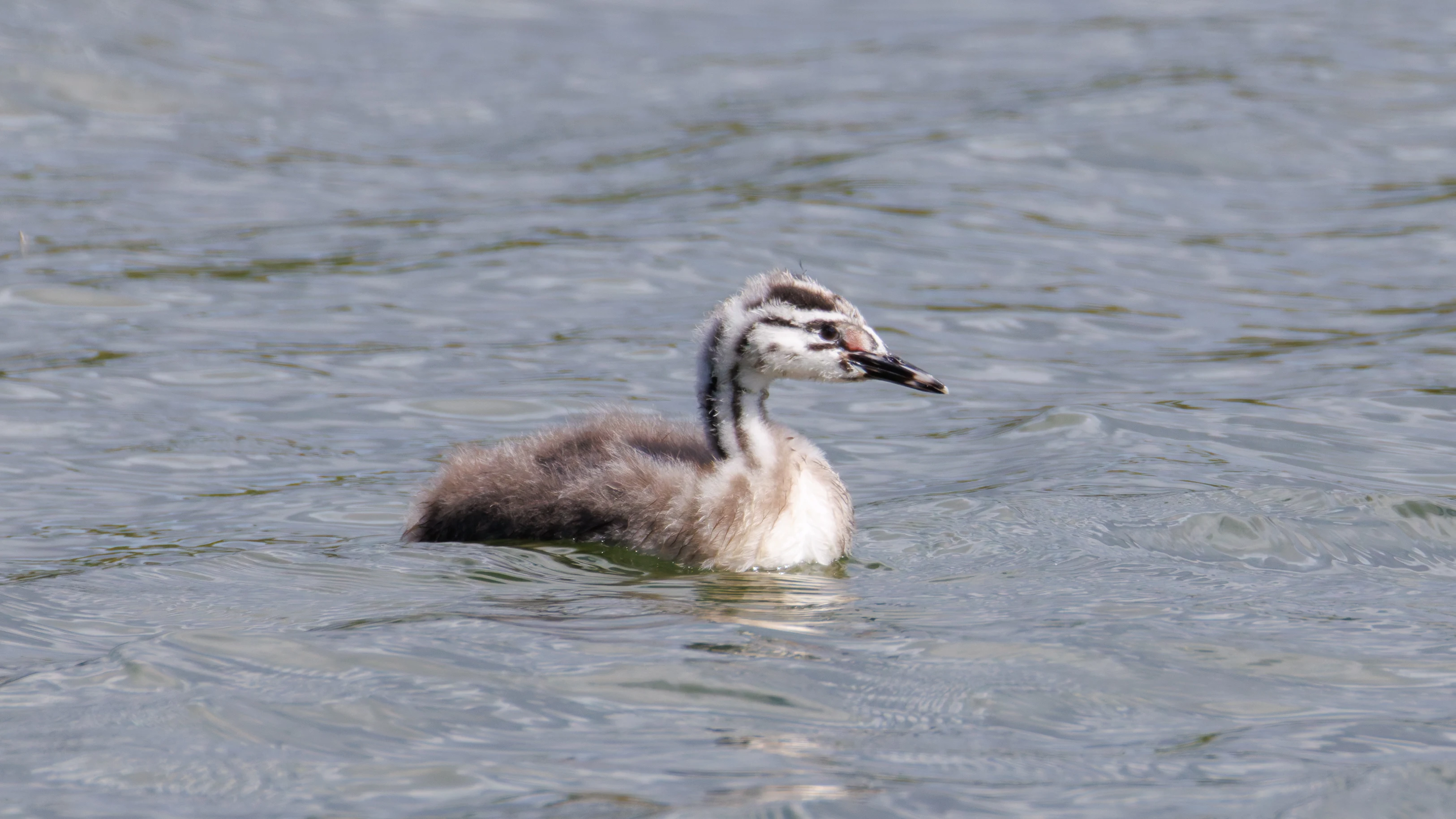 Great Crested Grebe chick, Blashford Lakes, Hampshire, UK — photo by Orlando Prugel-Bennett