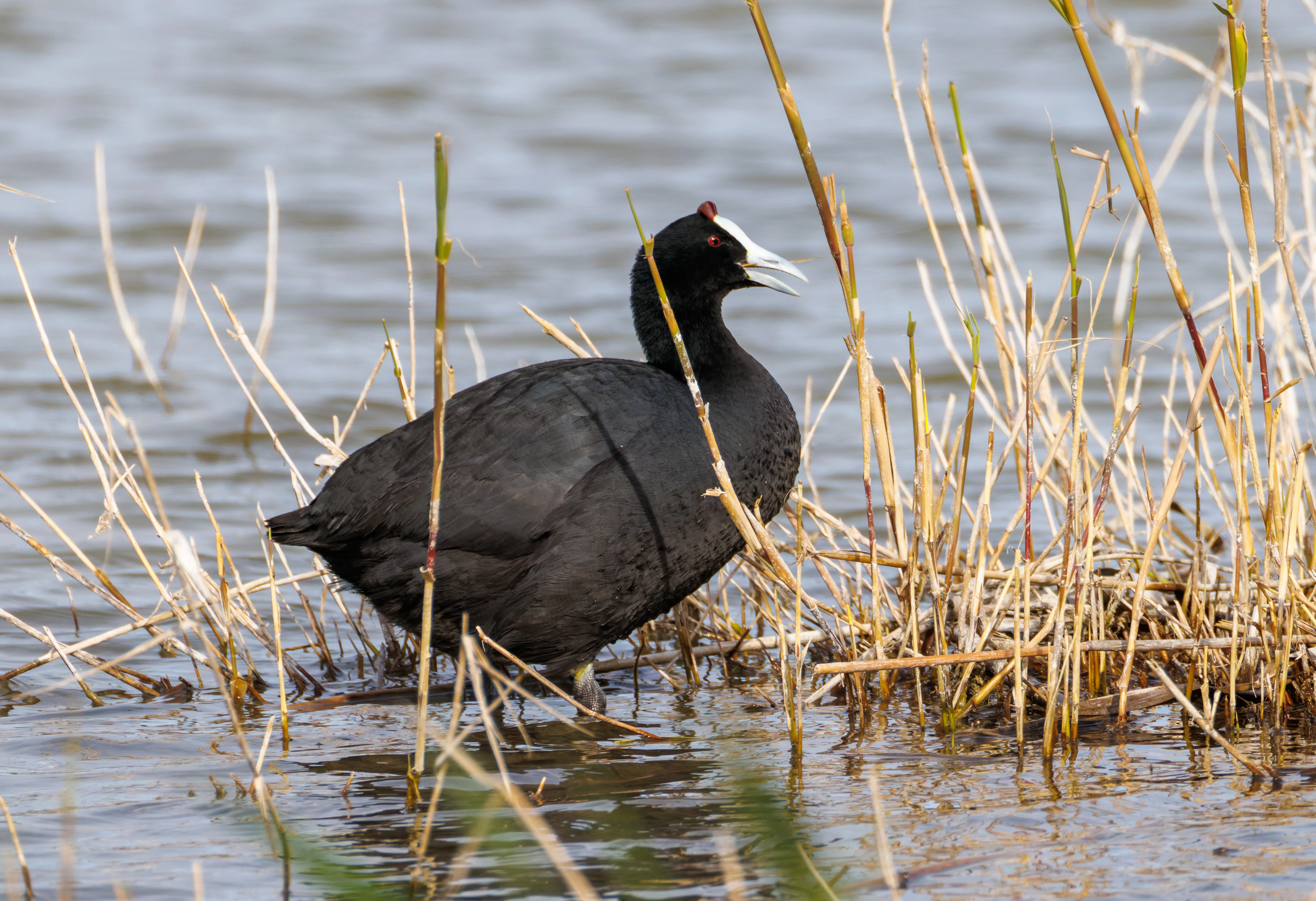 Red-knobbed Coot, El Hondo, Spain — photo by Orlando Prugel-Bennett