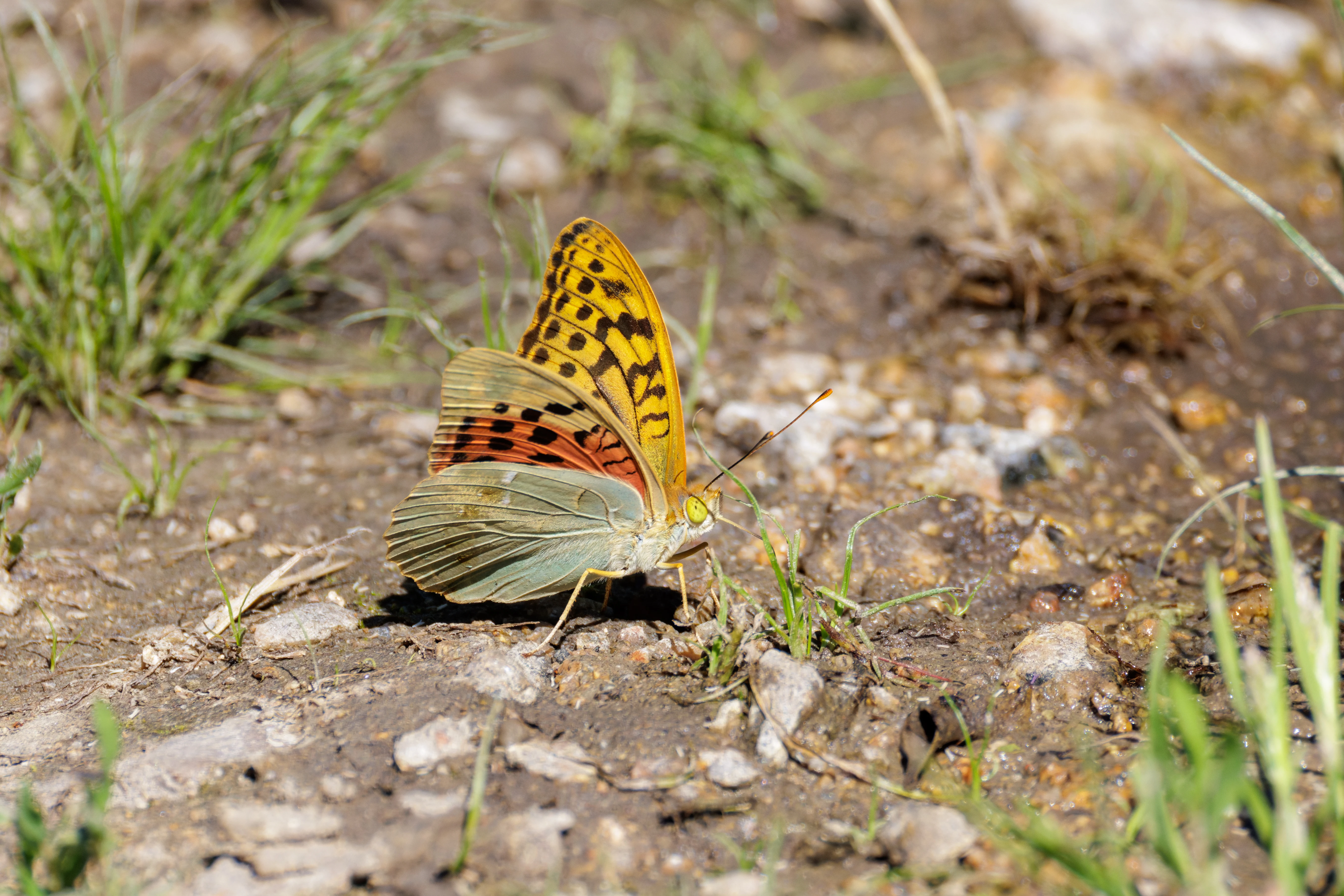 Cardinal fritillary, Romanian Steppe, Romania — photo by Orlando Prugel-Bennett