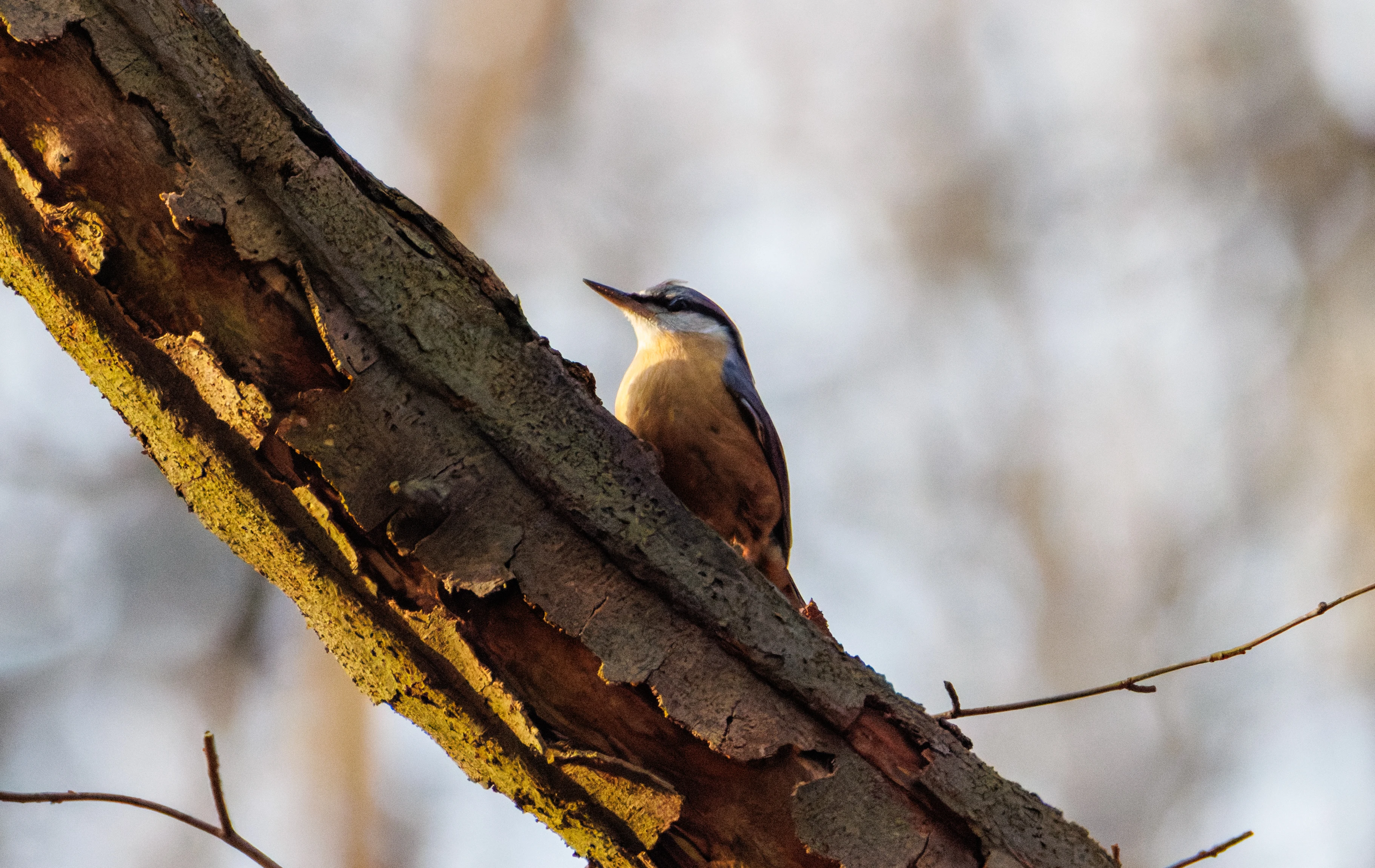 Eurasian Nuthatch, Flevoland, Netherlands — photo by Orlando Prugel-Bennett