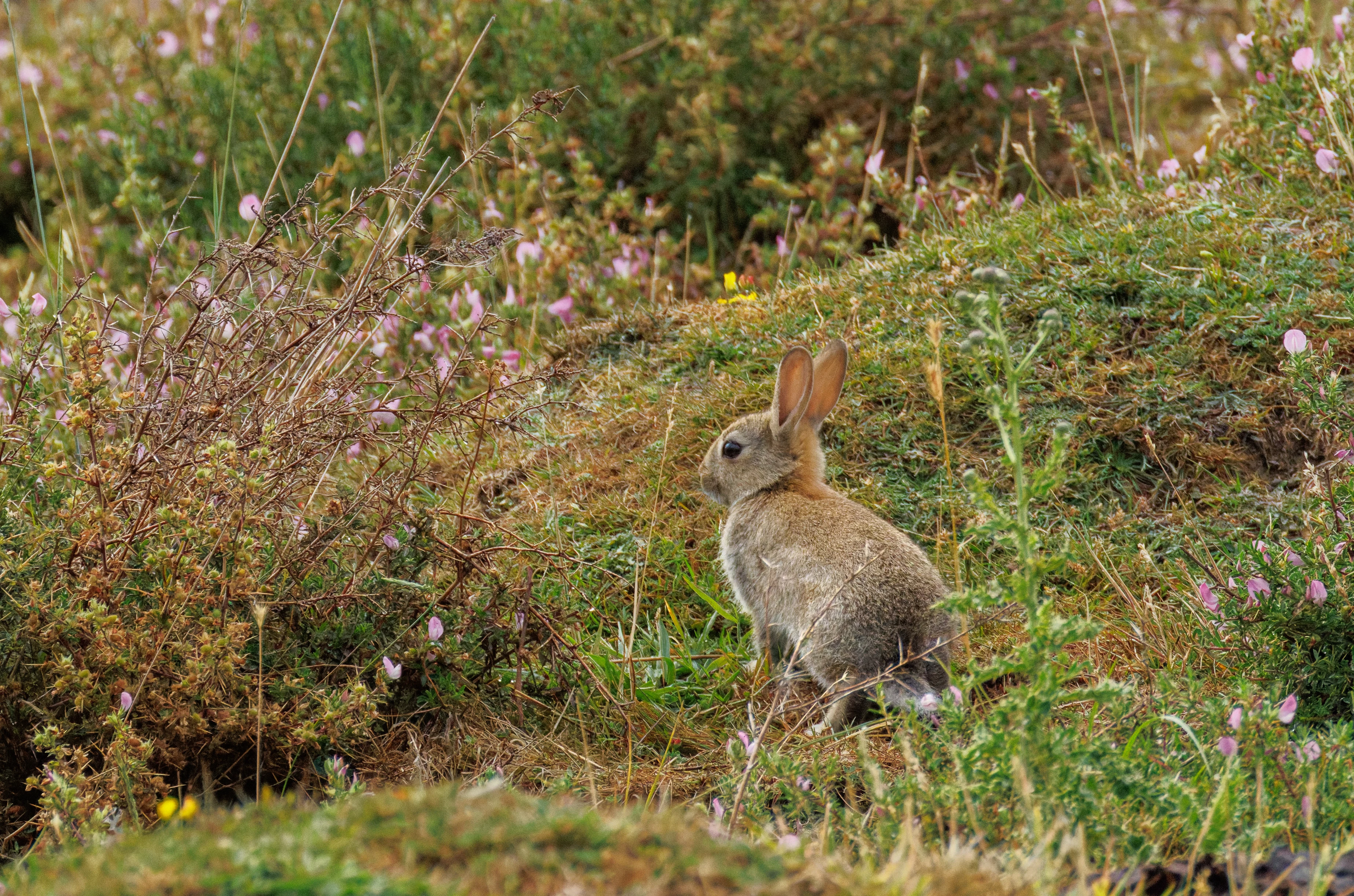 European Rabbit, Farlington Marshes, Portsmouth, Hampshire, UK — photo by Orlando Prugel-Bennett