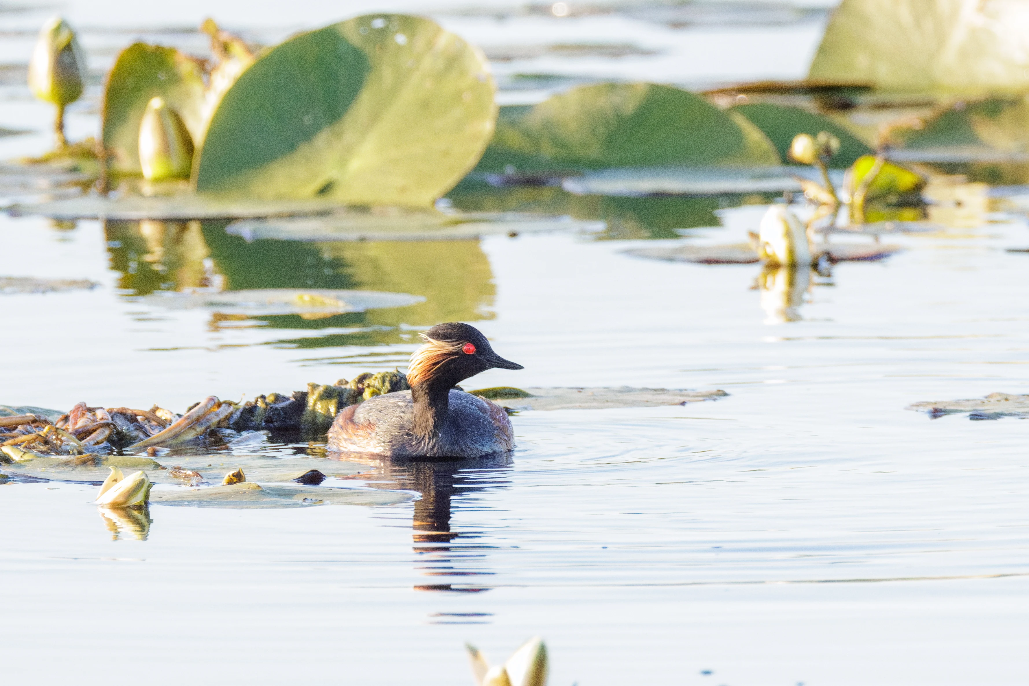 Black-necked Grebe, Danube Delta, Romania — photo by Orlando Prugel-Bennett