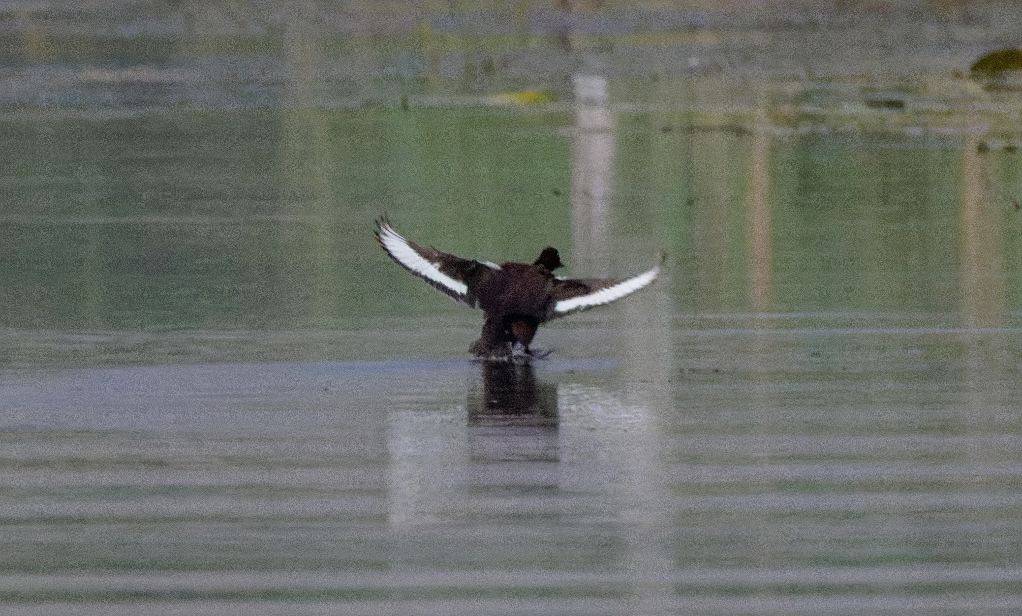 Eurasian Coot taking off, Danube Delta, Romania — photo by Orlando Prugel-Bennett