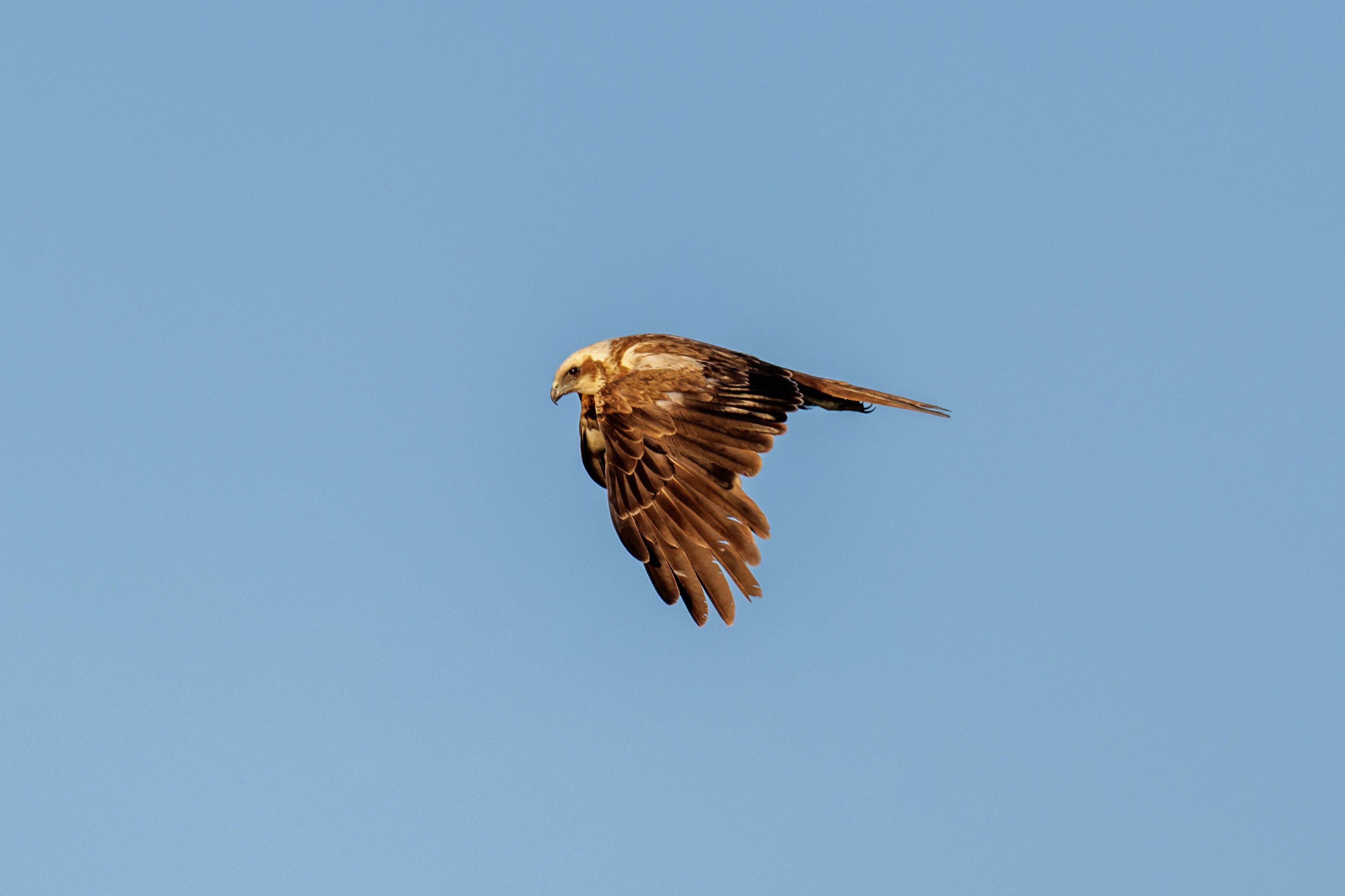 Western Marsh Harrier, Danube Delta, Romania — photo by Orlando Prugel-Bennett
