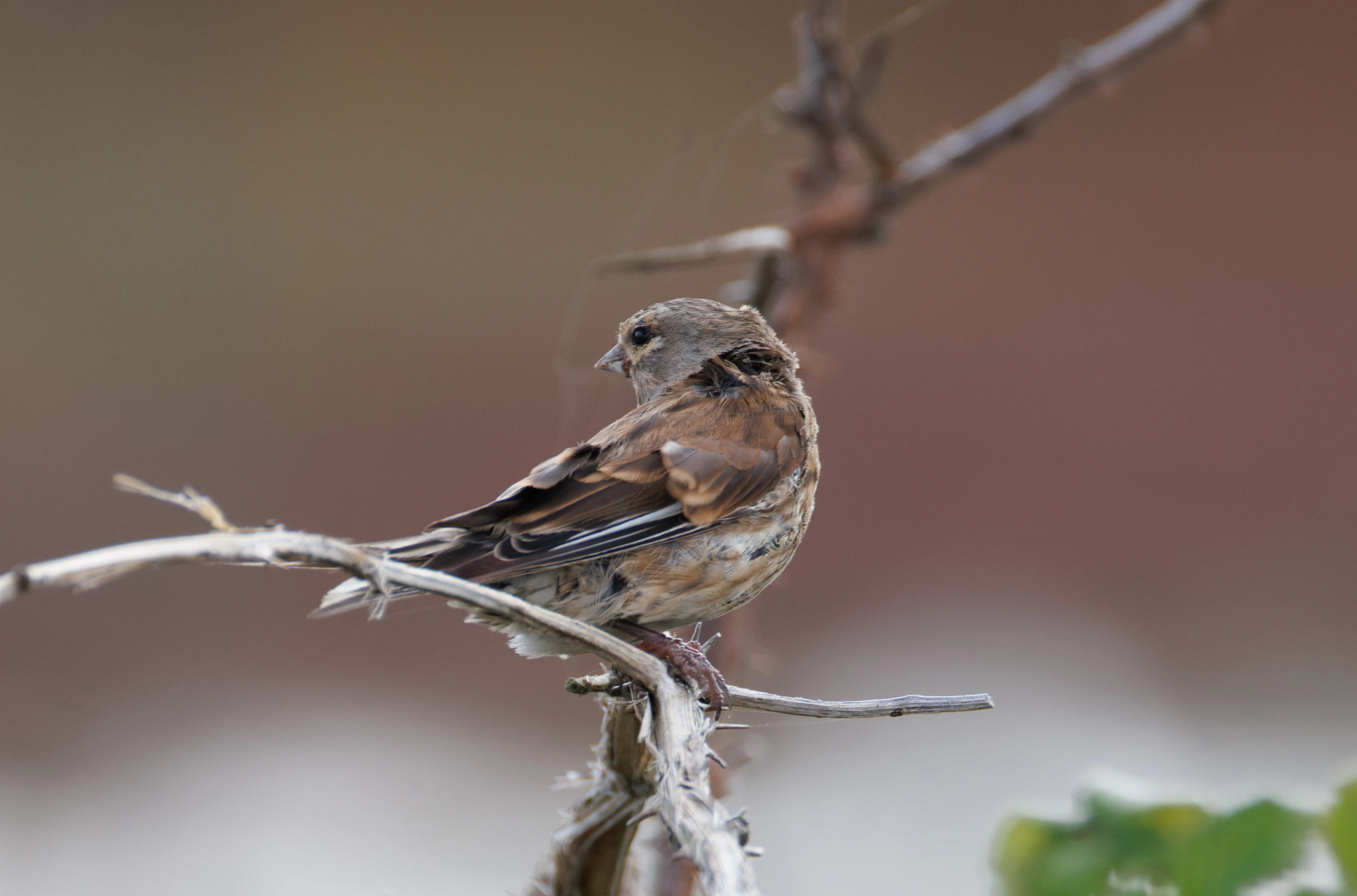 Linnet, Lymington, Hampshire, UK — photo by Orlando Prugel-Bennett