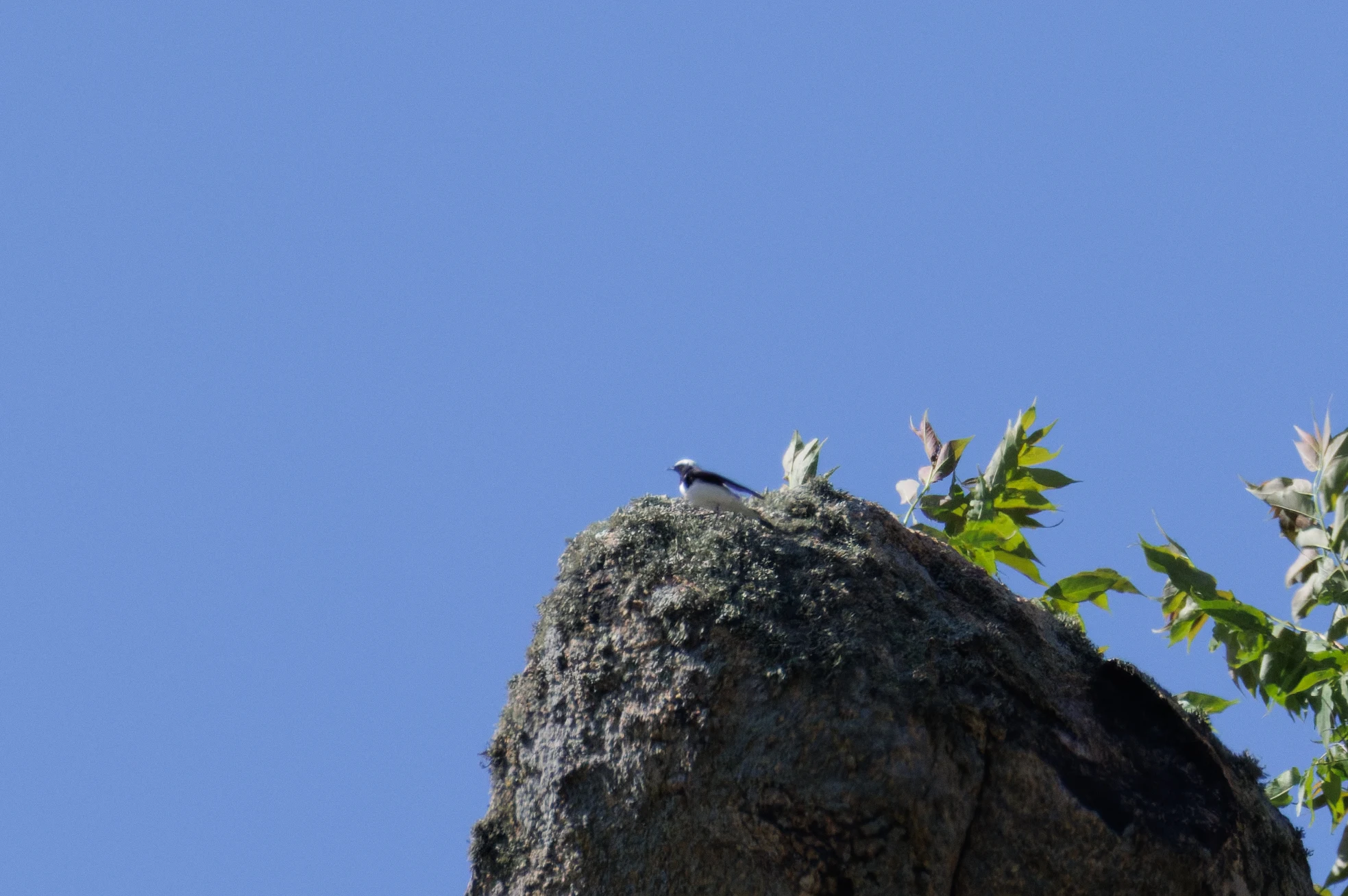 Pied Wagtail on rock, Romanian Steppe, Romania — photo by Orlando Prugel-Bennett