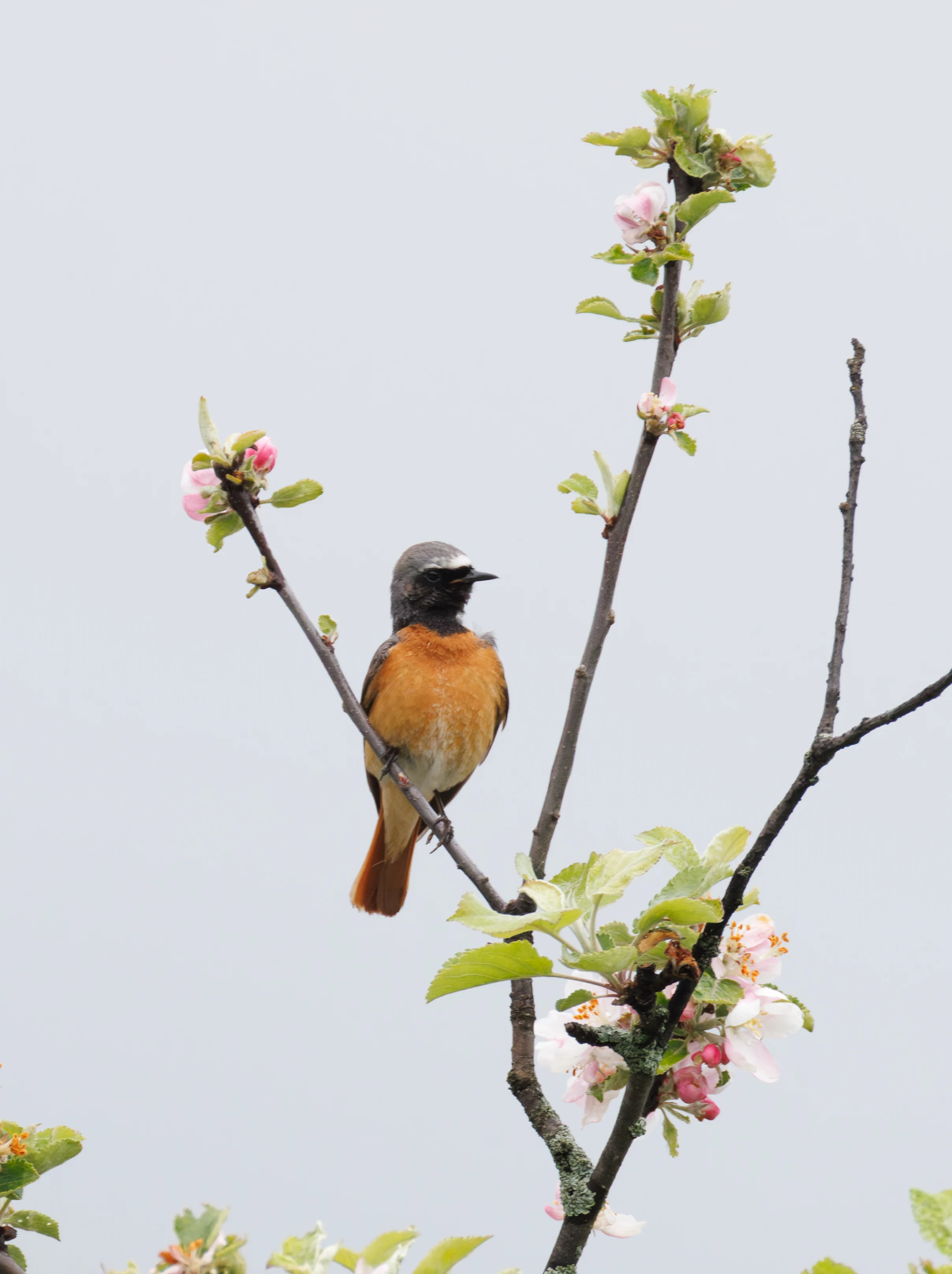 Common Redstart, Transylvania, Romania — photo by Orlando Prugel-Bennett