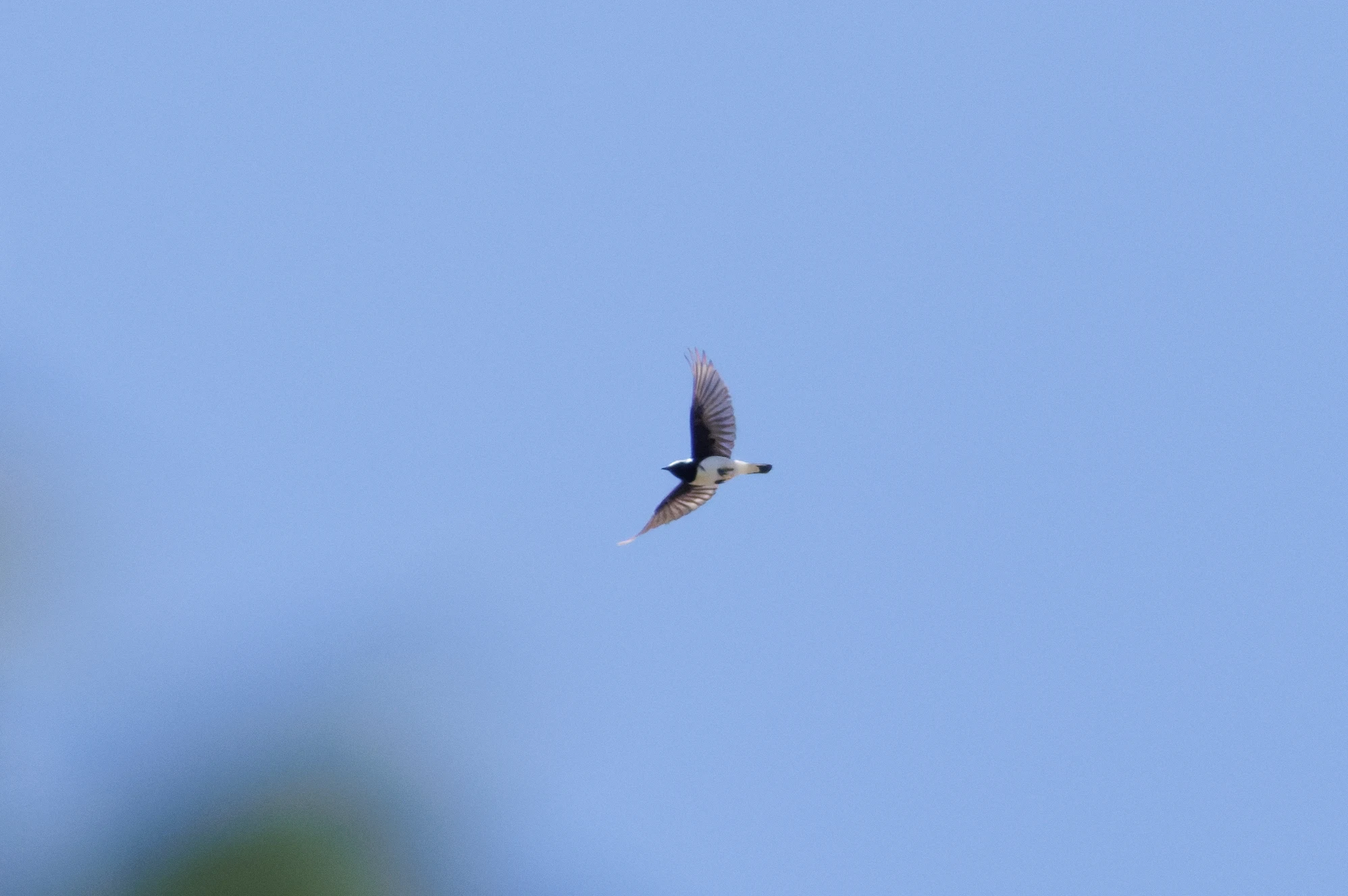 Hobby (bird) in flight, Romanian Steppe, Romania — photo by Orlando Prugel-Bennett