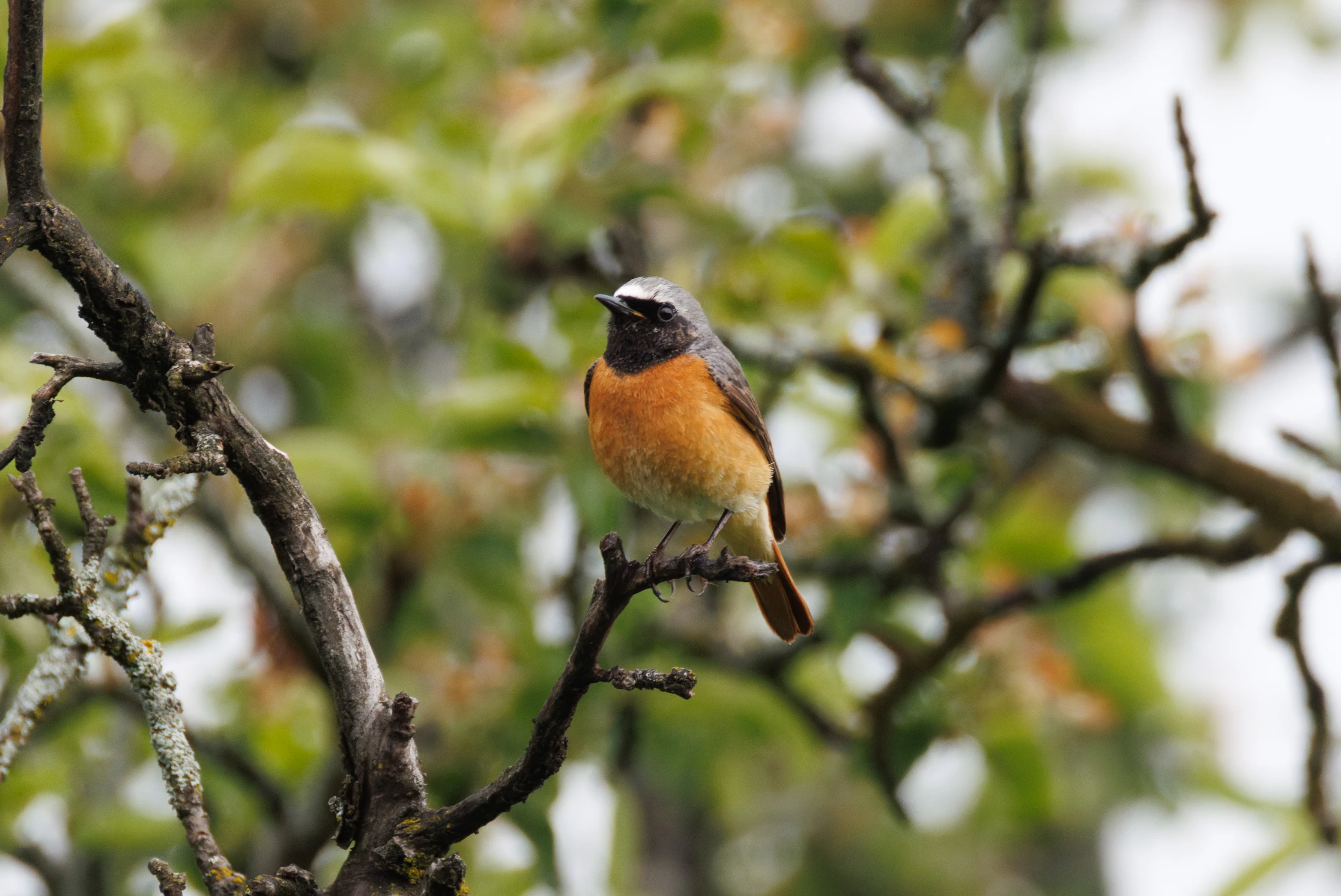 Common Redstart, Transylvania, Romania — photo by Orlando Prugel-Bennett