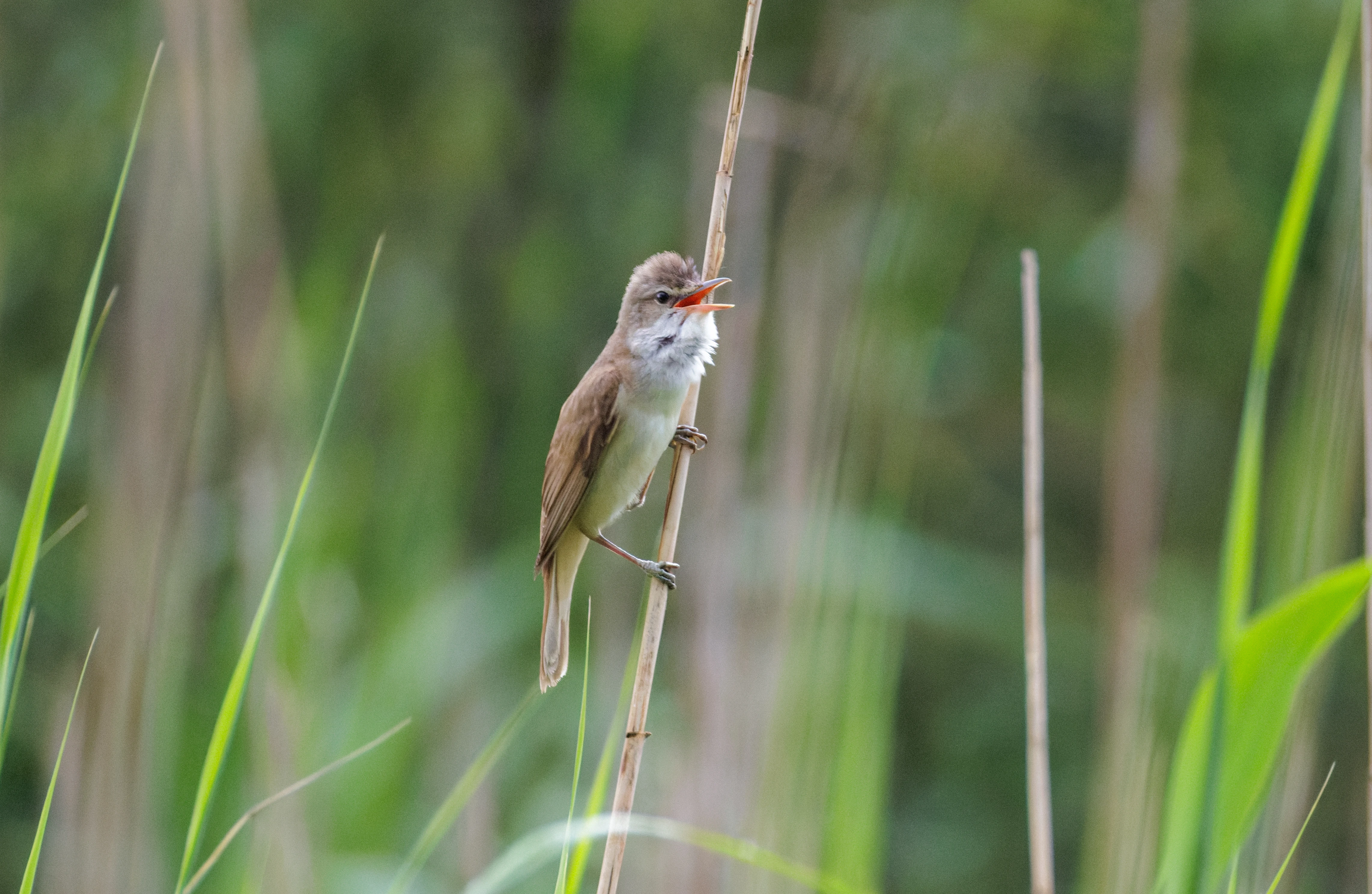 Great Reed Warbler, Danube Delta, Romania — photo by Orlando Prugel-Bennett