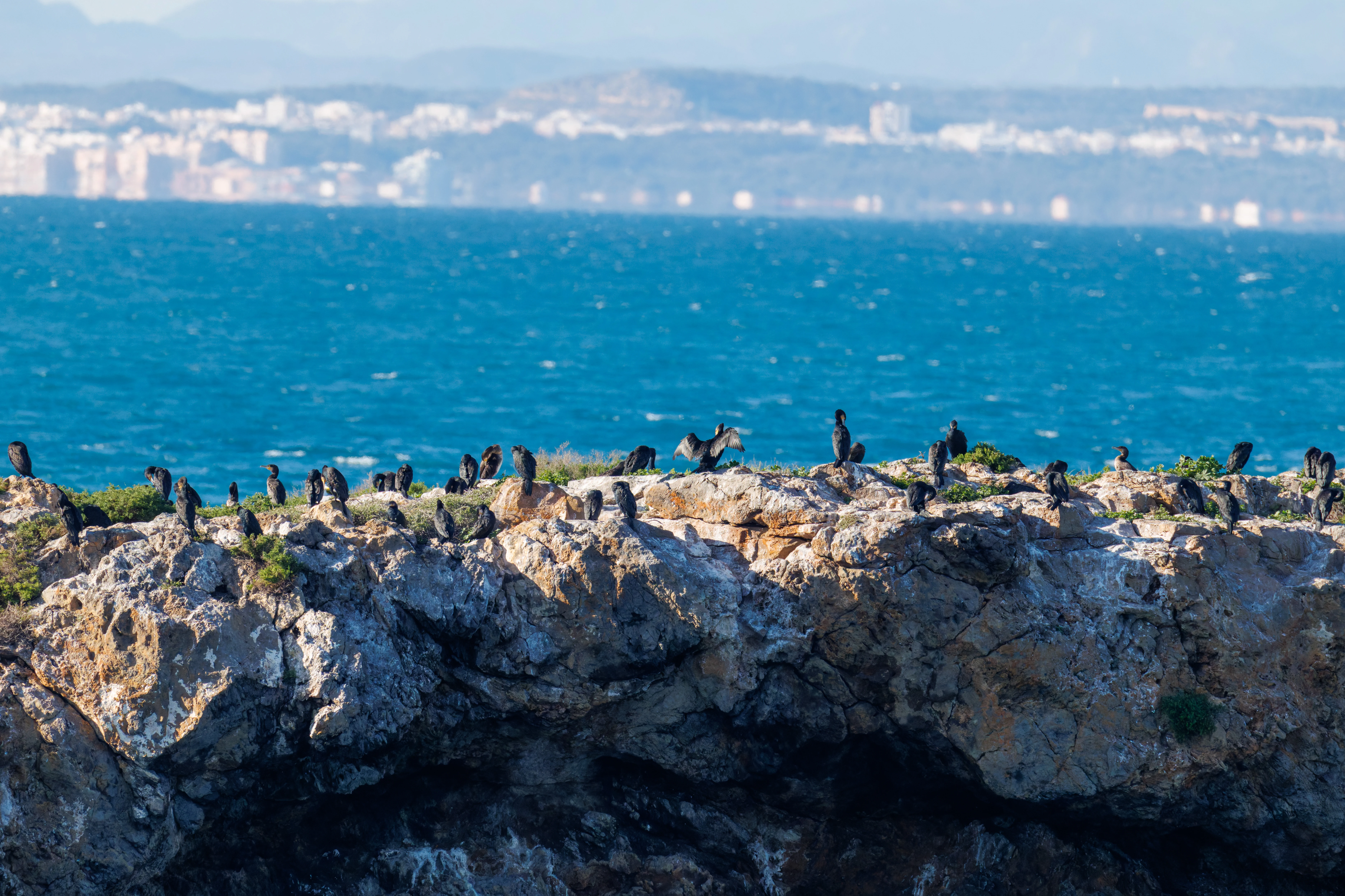 European Shags, Tabarca, Alicante, Spain — photo by Orlando Prugel-Bennett