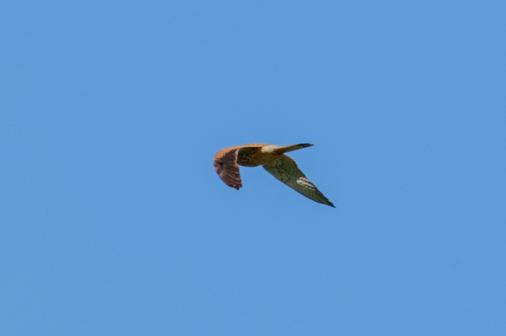 Western Marsh Harrier in flight, Romanian Steppe, Romania — photo by Orlando Prugel-Bennett