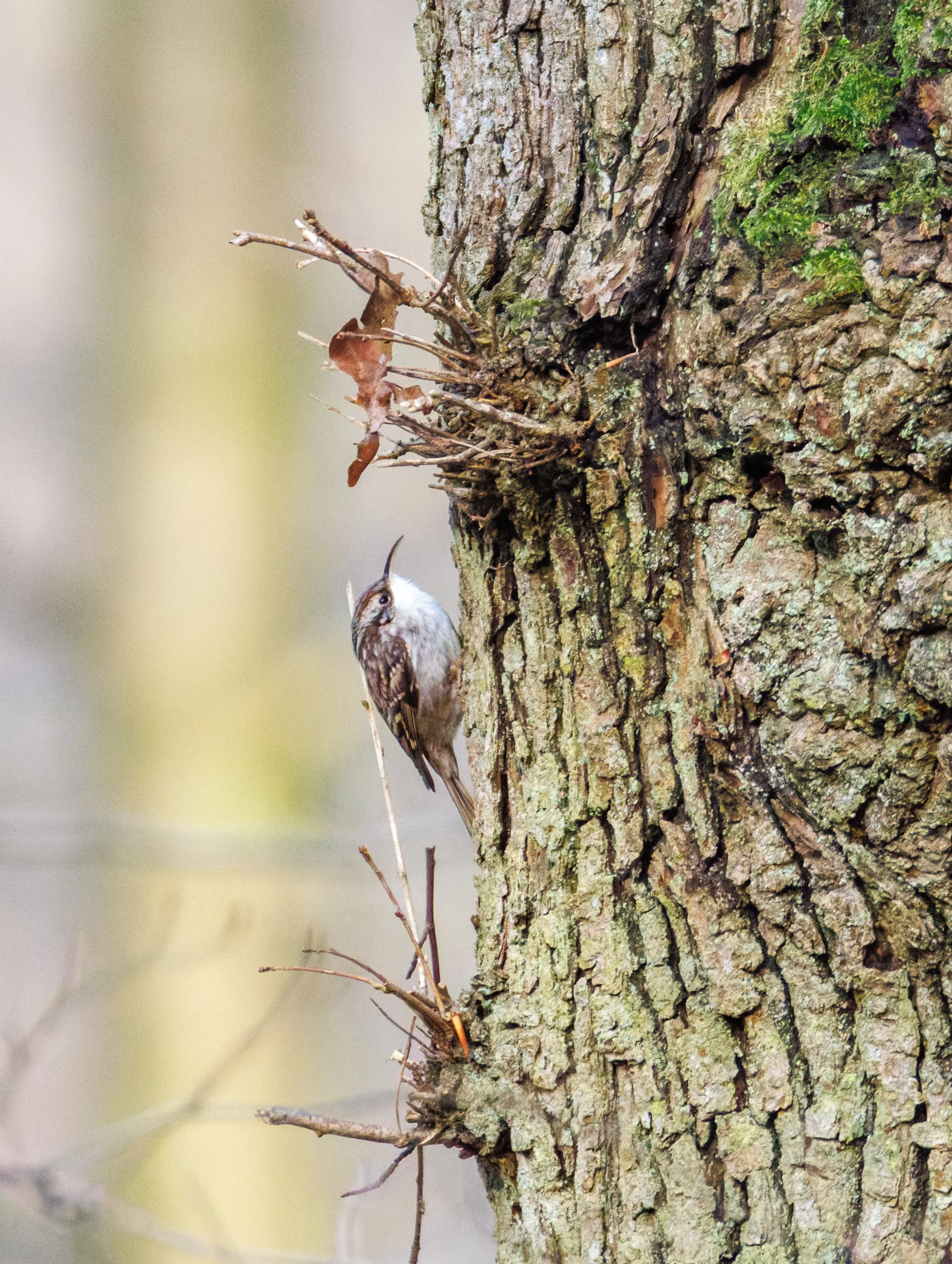 Eurasian Treecreeper, Flevoland, Netherlands — photo by Orlando Prugel-Bennett
