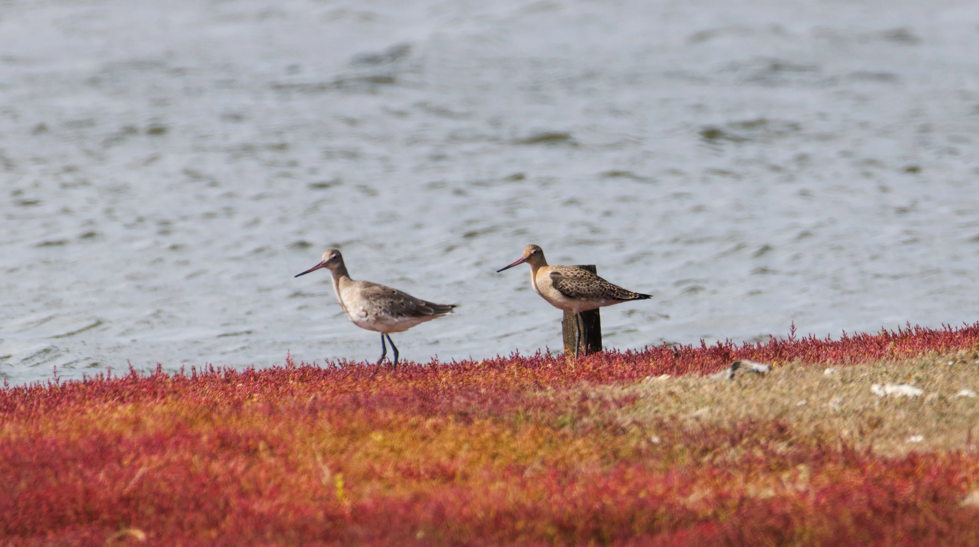Black-tailed Godwit, Lymington, Hampshire, UK — photo by Orlando Prugel-Bennett