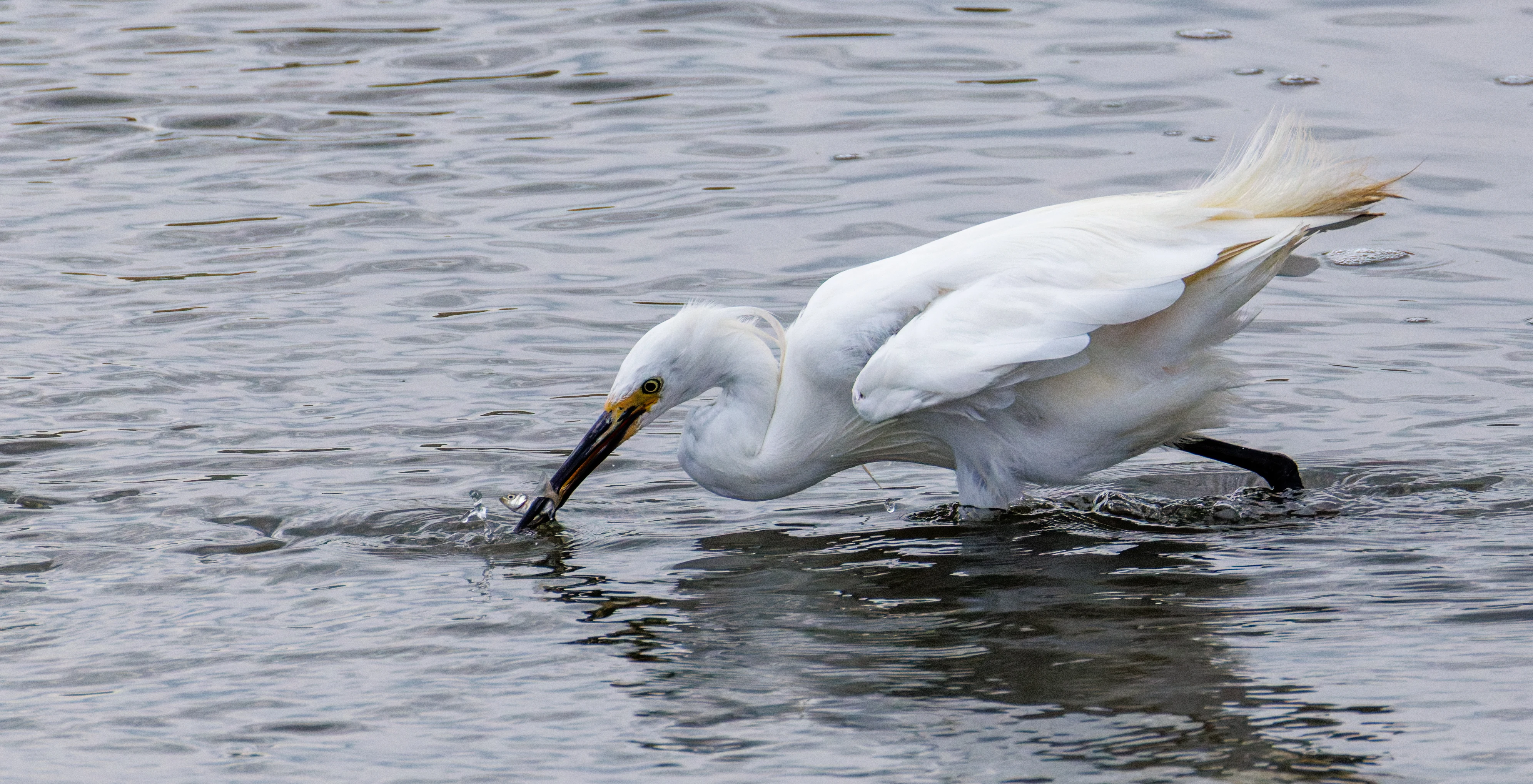 Little Egret catching fish, Farlington Marshes, Portsmouth, Hampshire, UK — photo by Orlando Prugel-Bennett