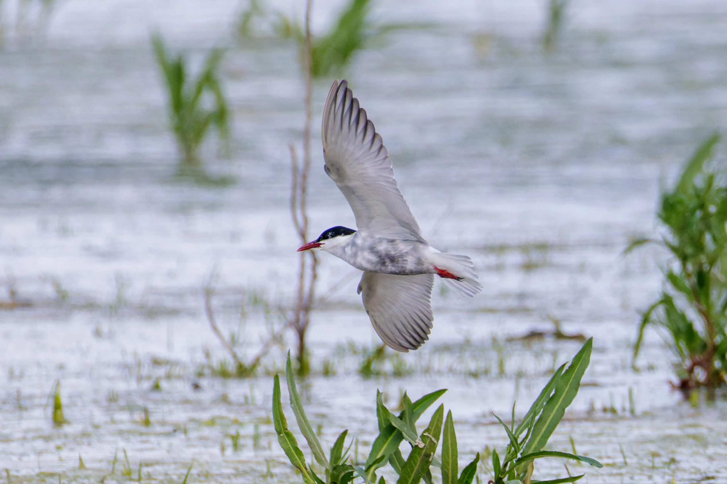 Whiskered Tern, Romania — photo by Orlando Prugel-Bennett