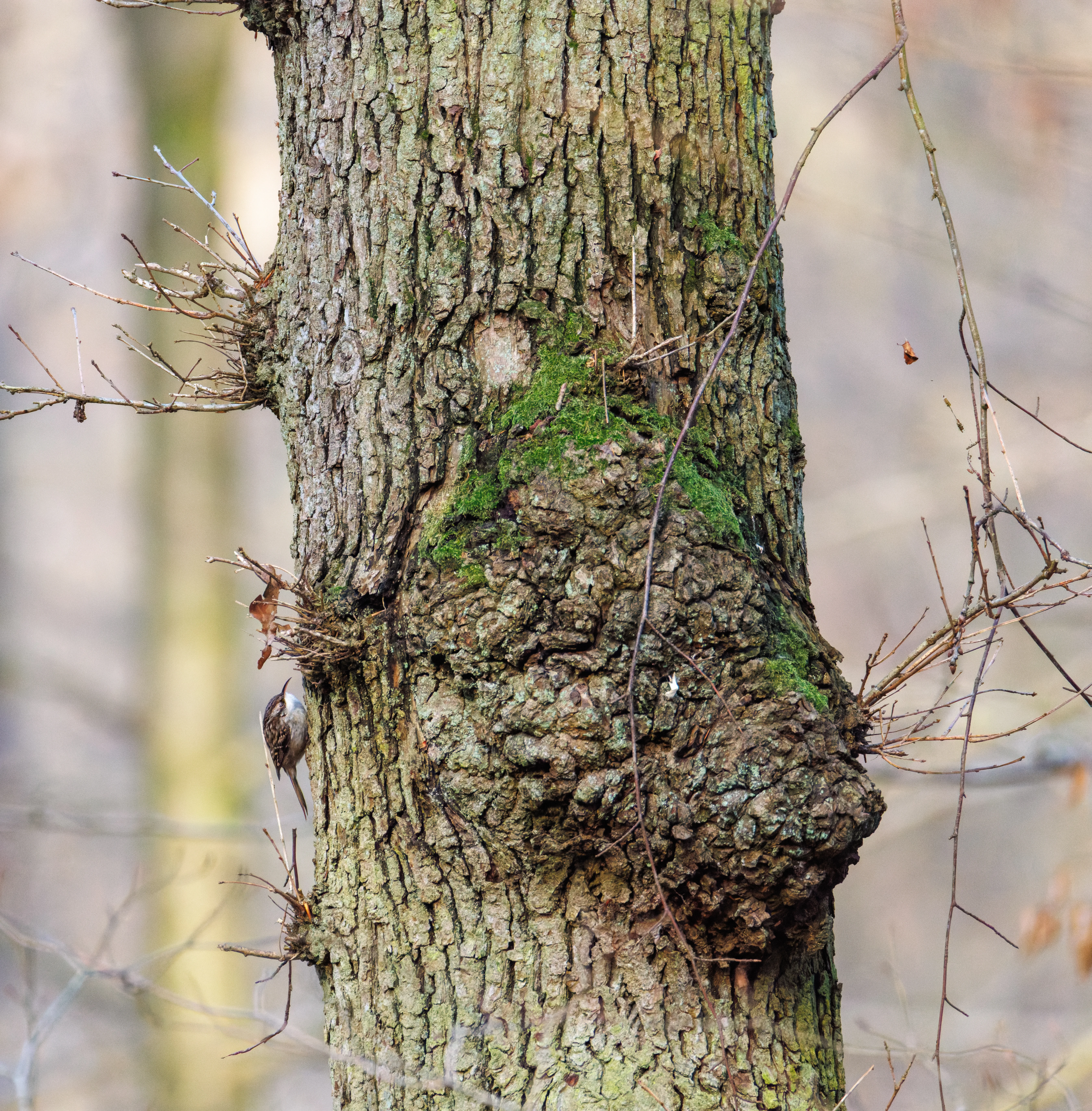 Eurasian Treecreeper on tree trunk, Flevoland, Netherlands — photo by Orlando Prugel-Bennett