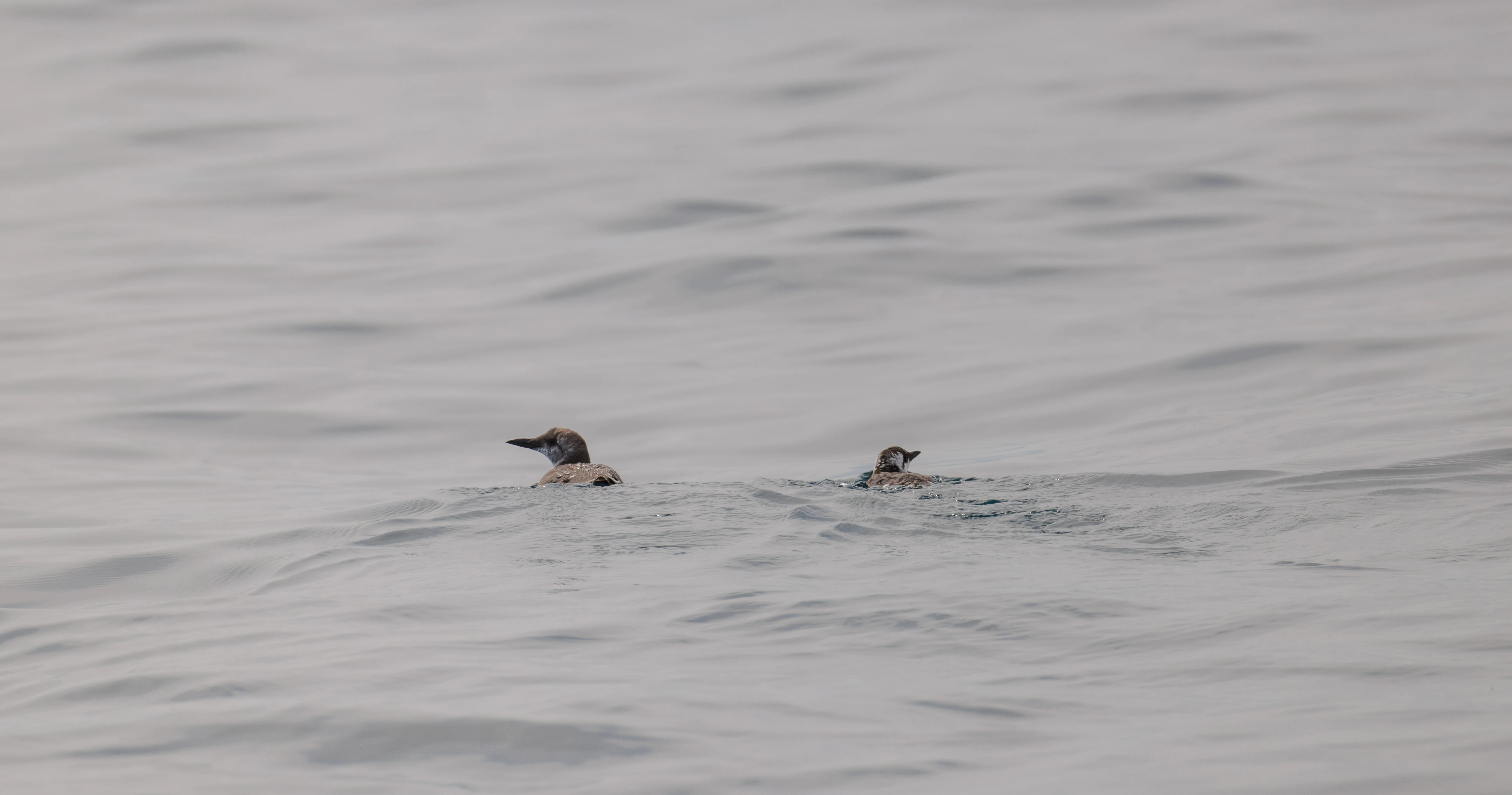 Guillemot, Falmouth, Cornwall, UK — photo by Orlando Prugel-Bennett
