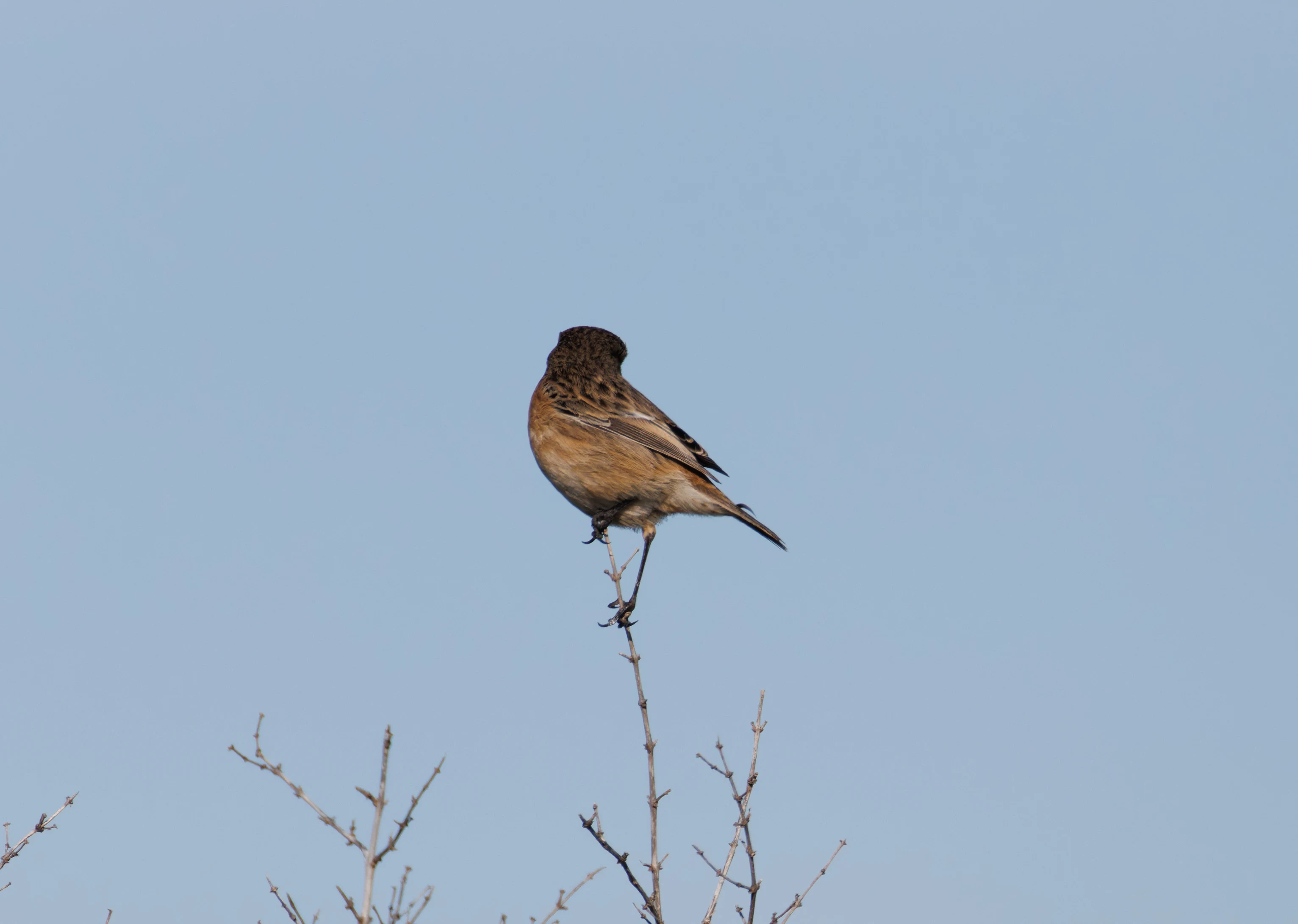 European Stonechat, Tabarca, Alicante, Spain — photo by Orlando Prugel-Bennett