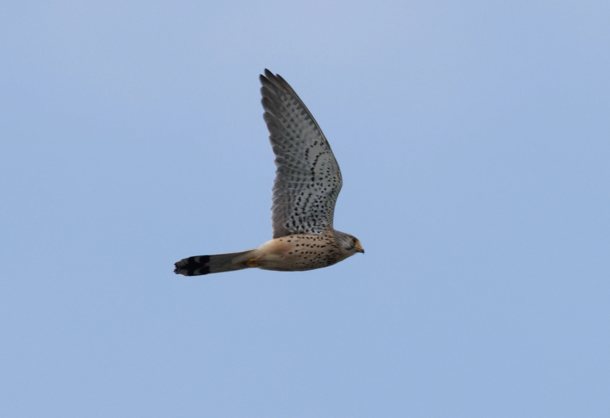 Common Kestrel, Danube Delta, Romania — photo by Orlando Prugel-Bennett