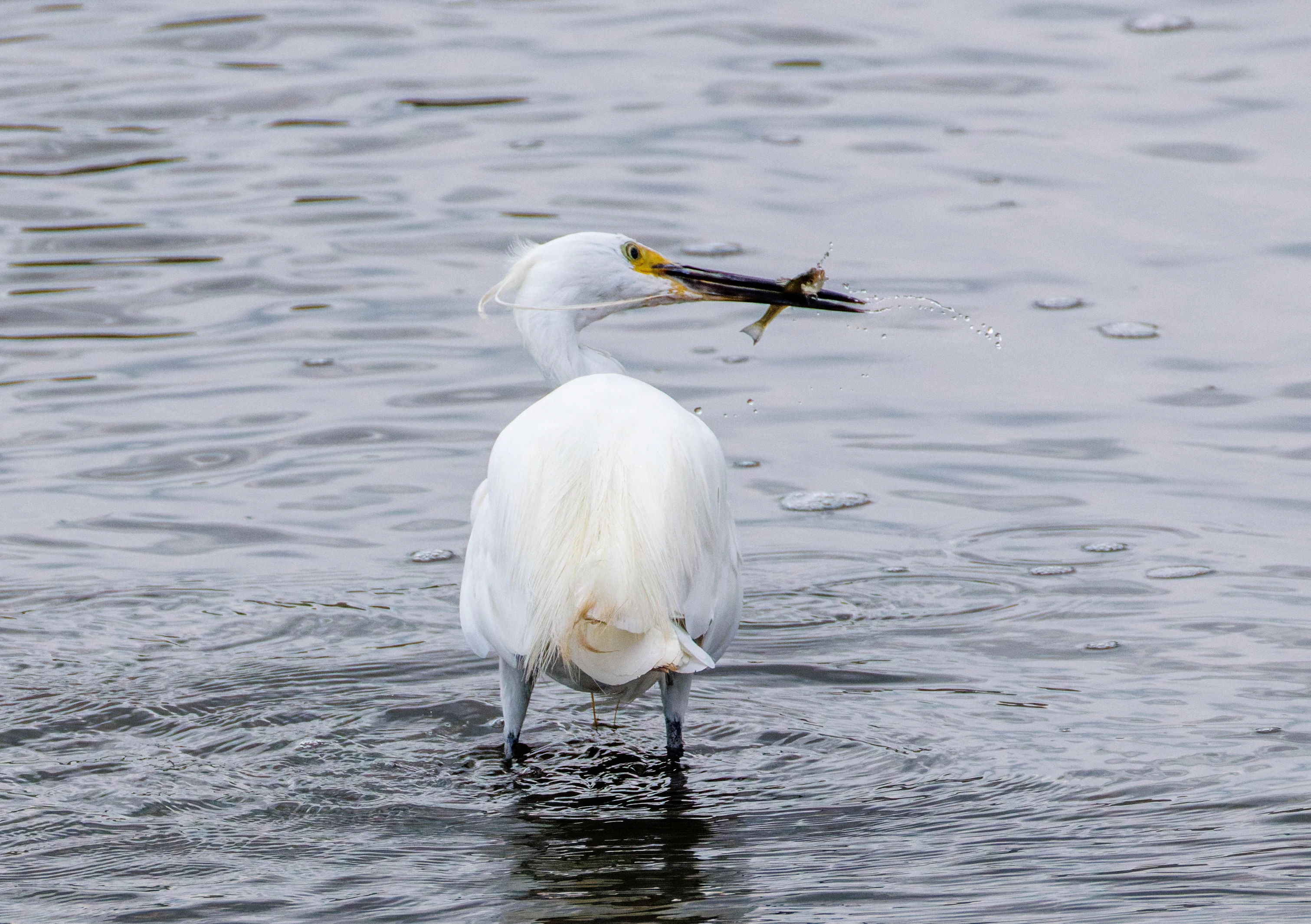 Little Egret with fish in its bill, Farlington Marshes, Portsmouth, Hampshire, UK — photo by Orlando Prugel-Bennett
