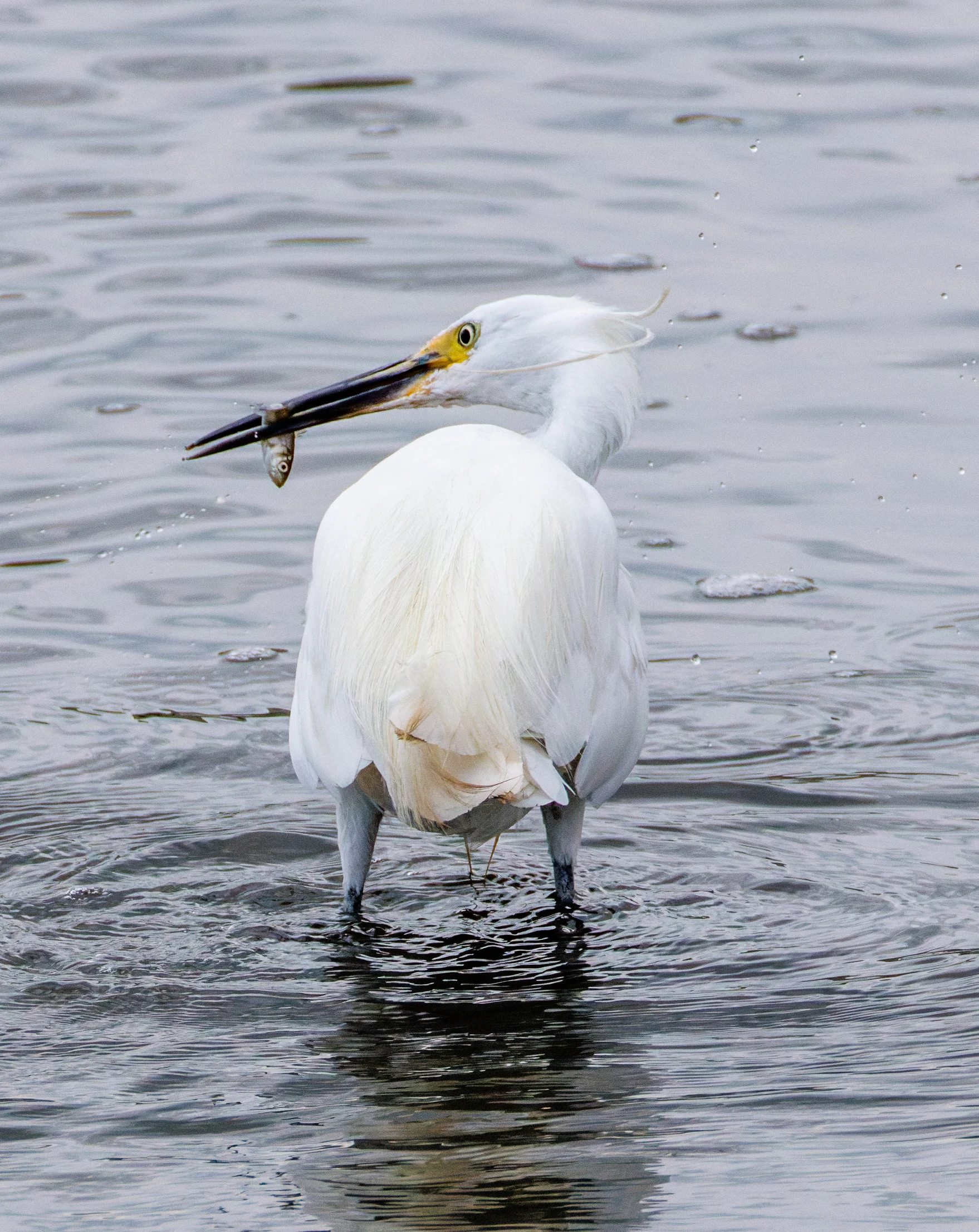 Little Egret with fish in its bill, Farlington Marshes, Portsmouth, Hampshire, UK — photo by Orlando Prugel-Bennett