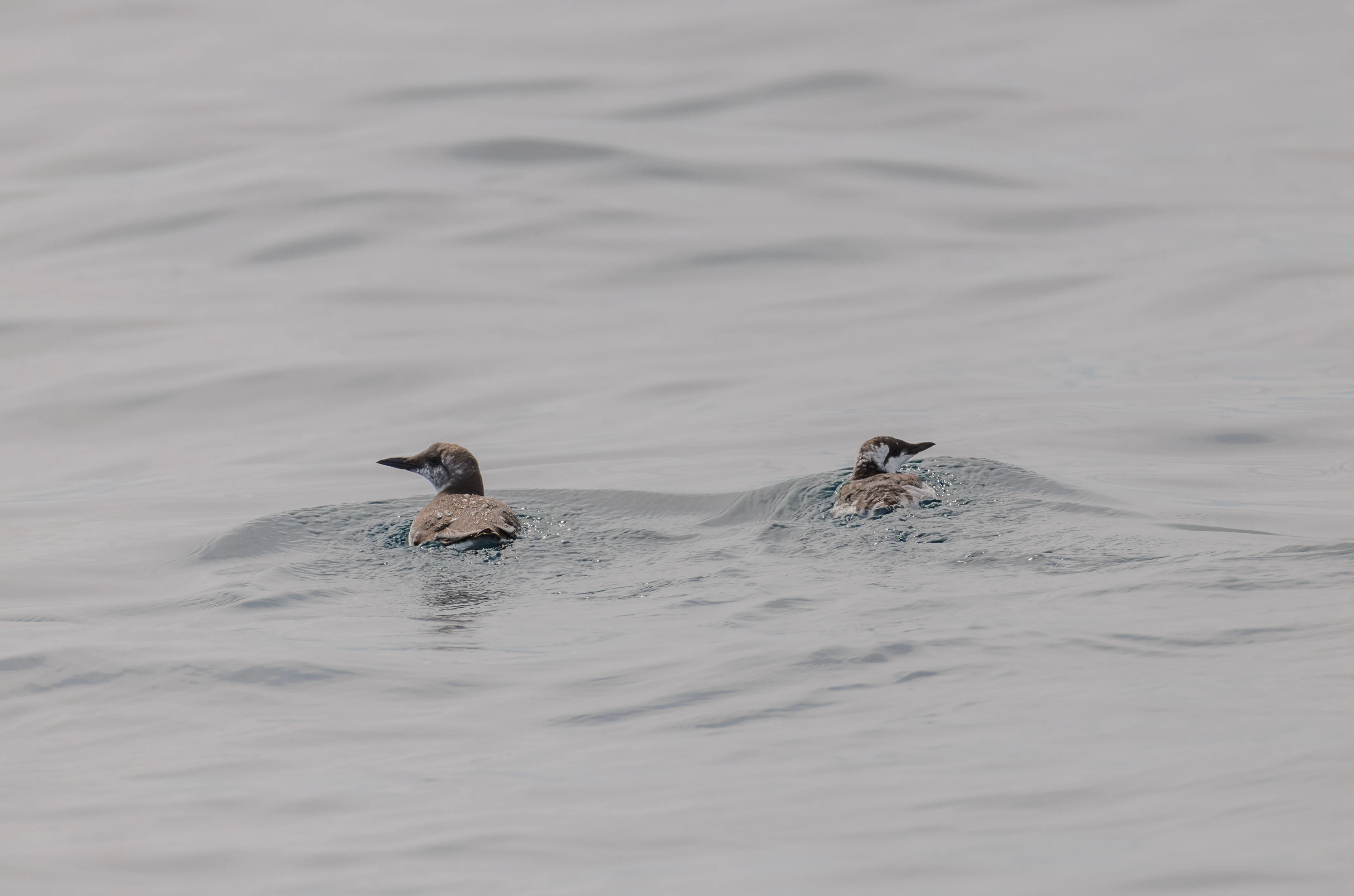 Guillemots, Falmouth, Cornwall, UK — photo by Orlando Prugel-Bennett