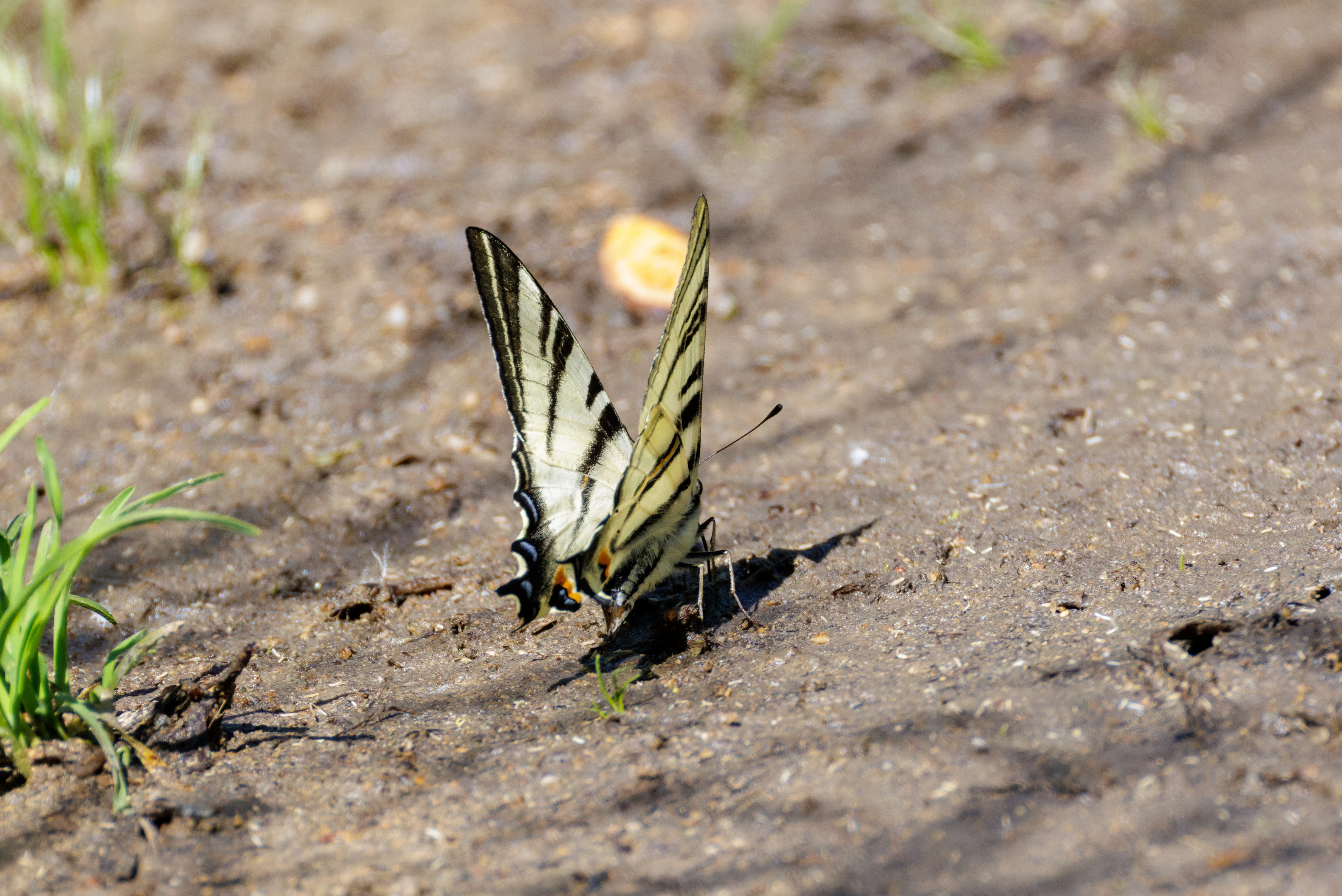 Scarce Swallowtail butterfly, Romanian Steppe, Romania — photo by Orlando Prugel-Bennett