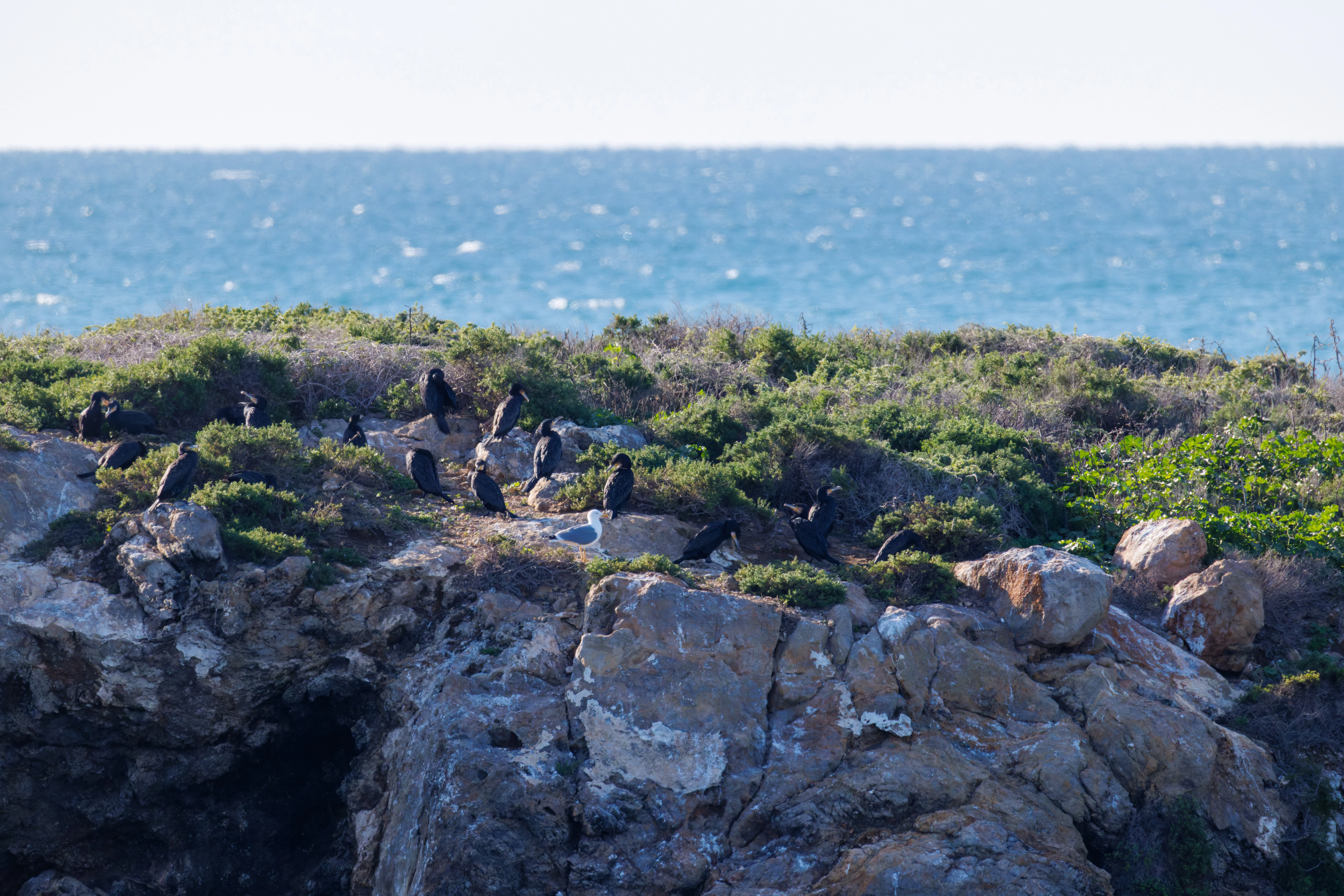European Shags and Yellow-legged Gull, Tabarca, Alicante, Spain — photo by Orlando Prugel-Bennett