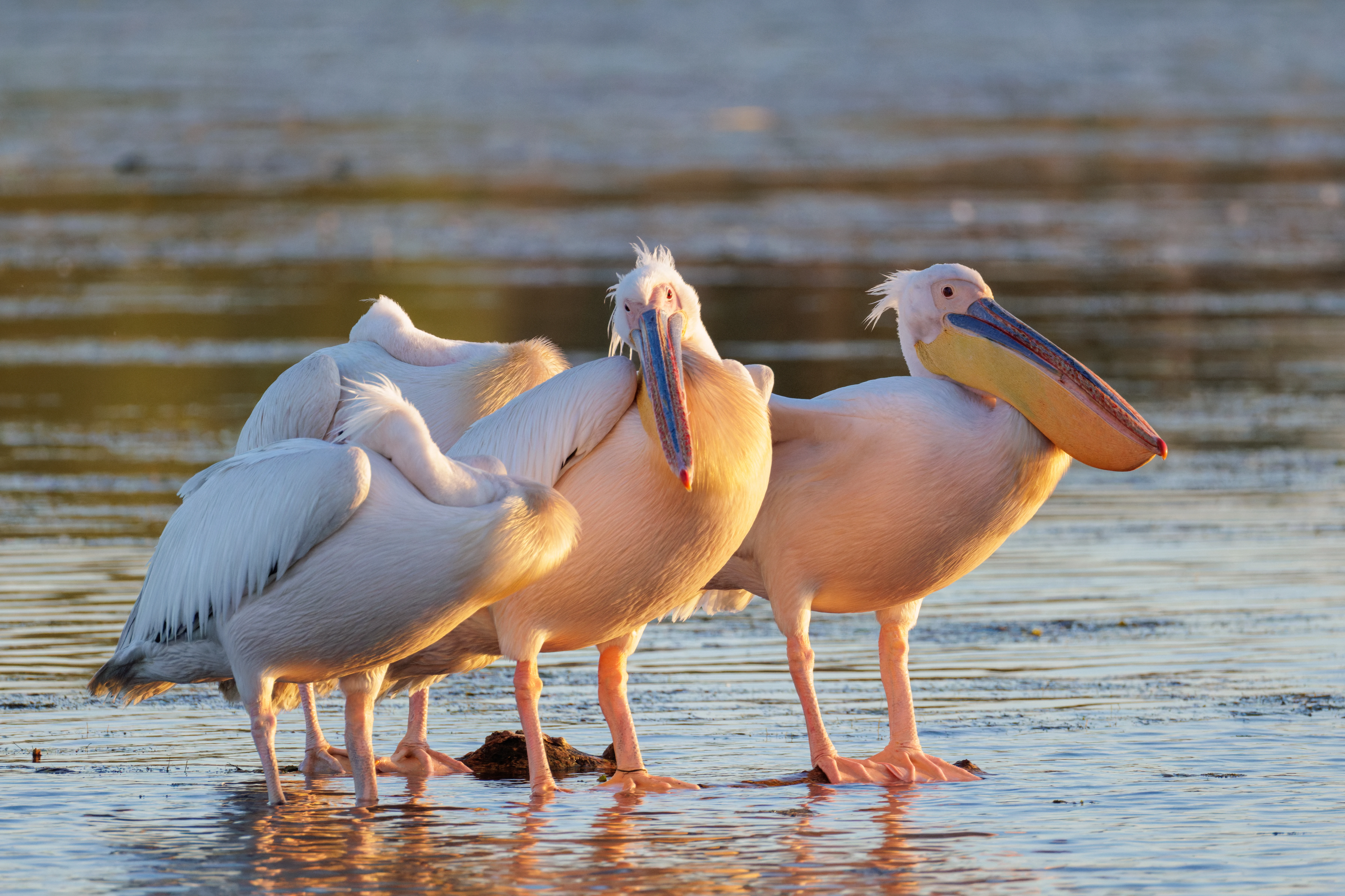 Great White Pelican, Danube Delta, Romania — photo by Orlando Prugel-Bennett