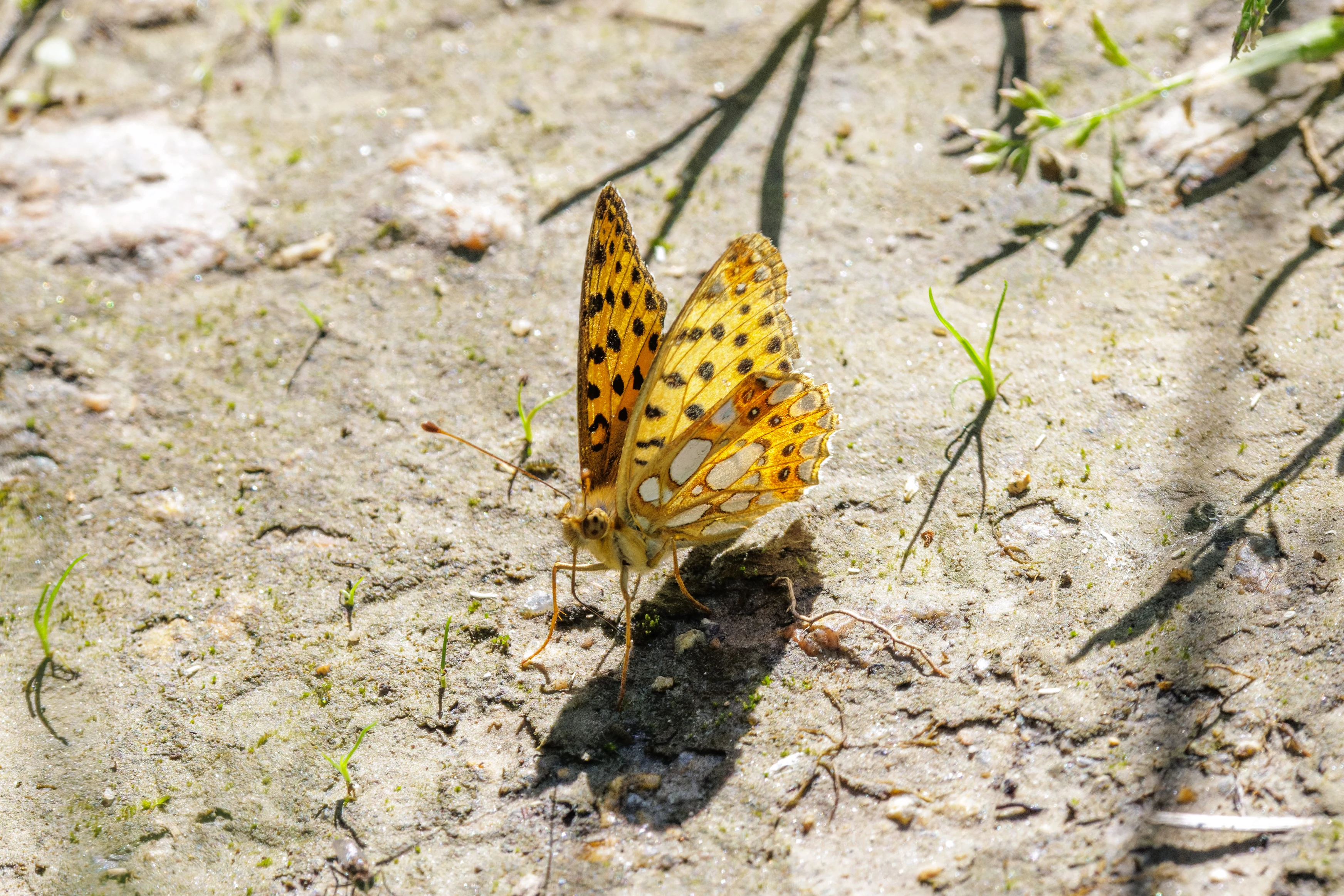 Silver-washed Fritillary butterfly, Romanian Steppe, Romania — photo by Orlando Prugel-Bennett