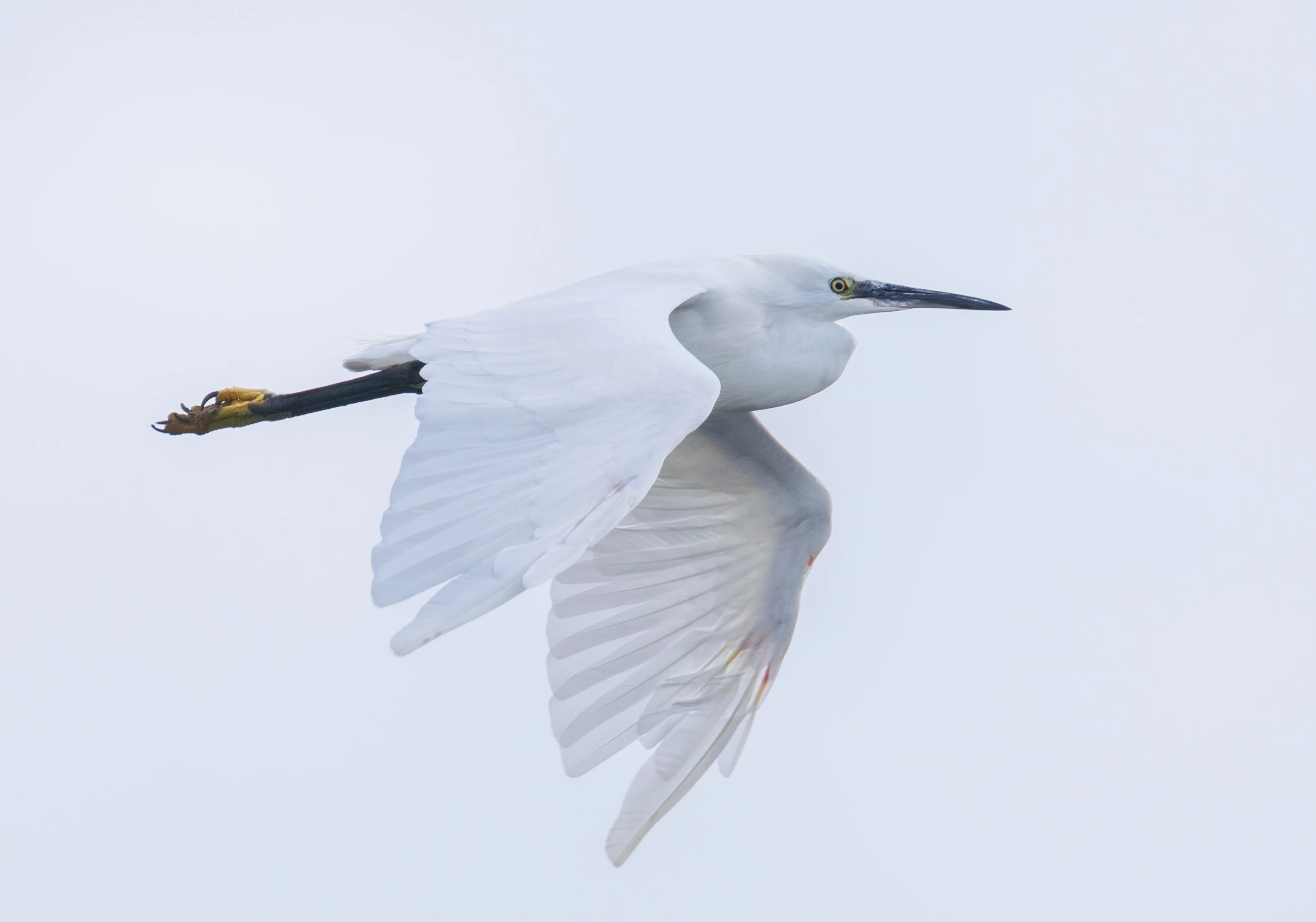 Little Egret, Lymington, Hampshire, UK — photo by Orlando Prugel-Bennett