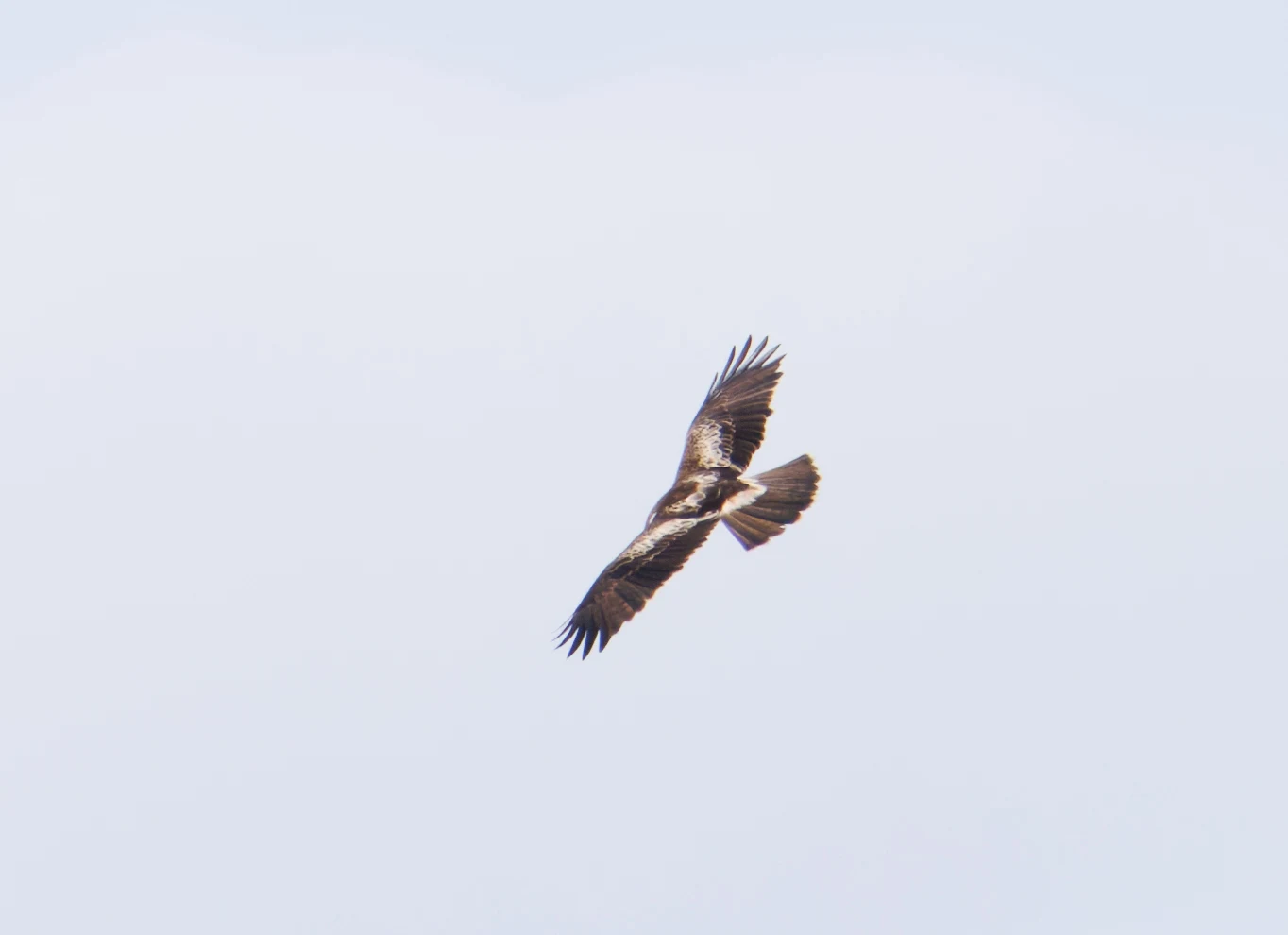 Booted Eagle, El Hondo, Spain — photo by Orlando Prugel-Bennett