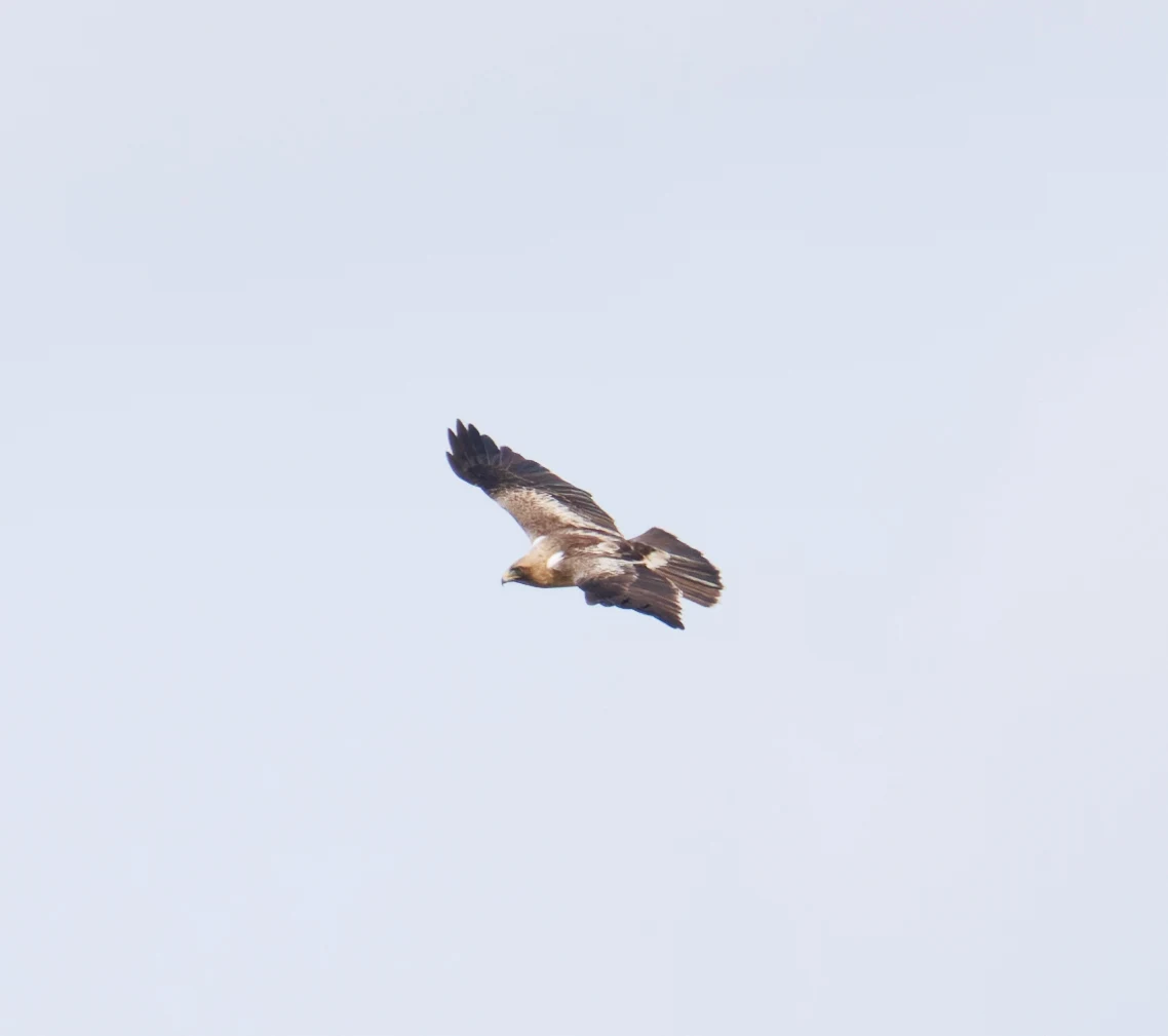 Booted Eagle, El Hondo, Spain — photo by Orlando Prugel-Bennett