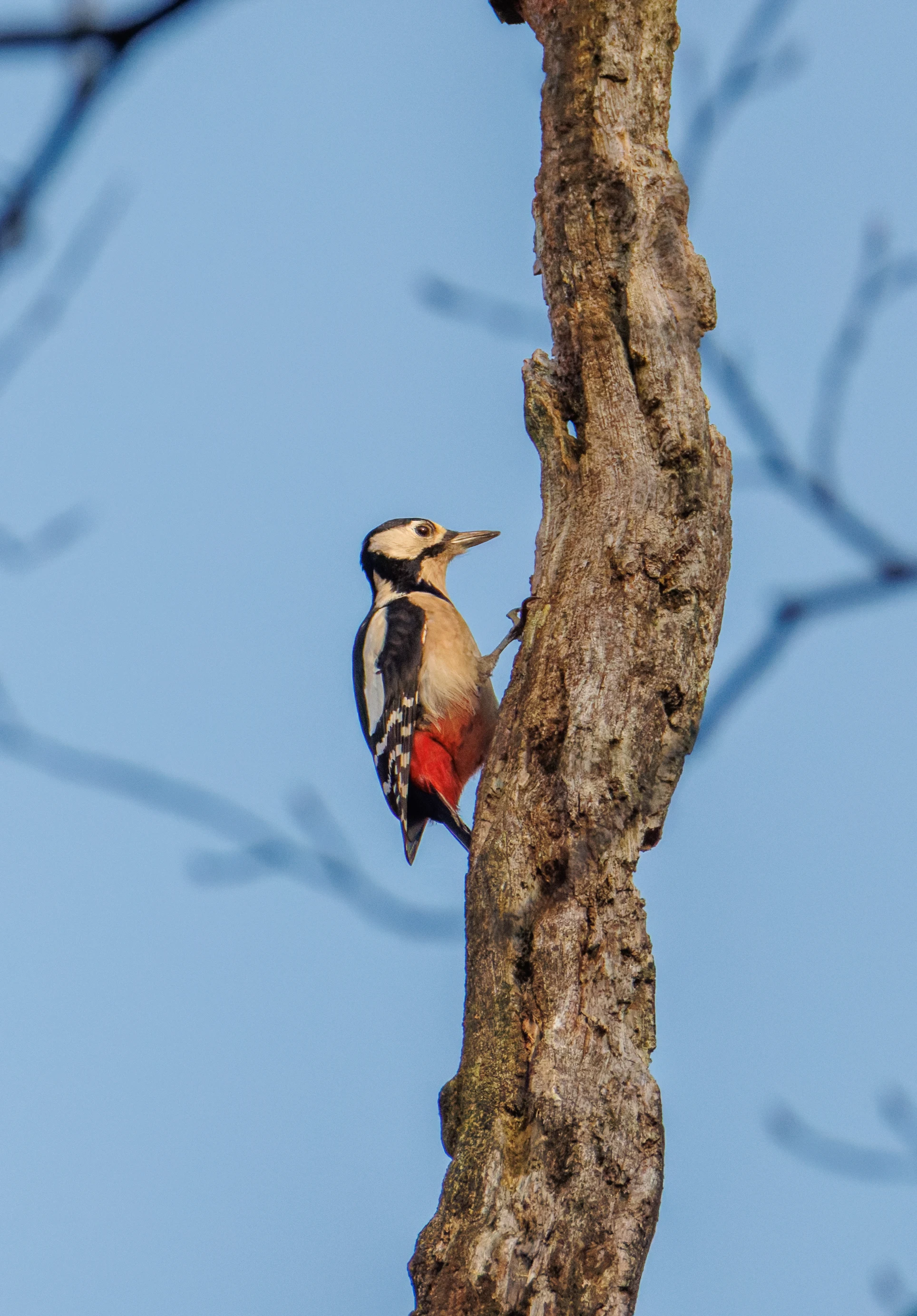 Great Spotted Woodpecker, Flevoland, Netherlands — photo by Orlando Prugel-Bennett